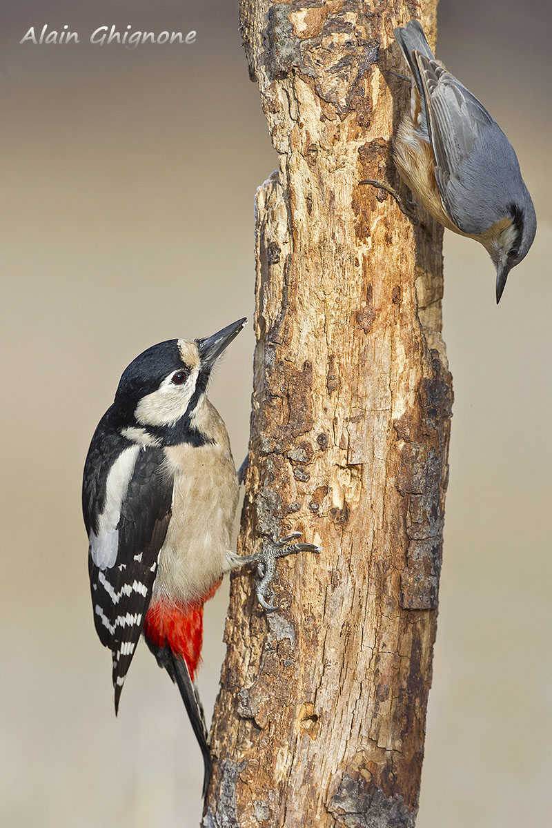 alla fine ne rimarrà soltanto uno...