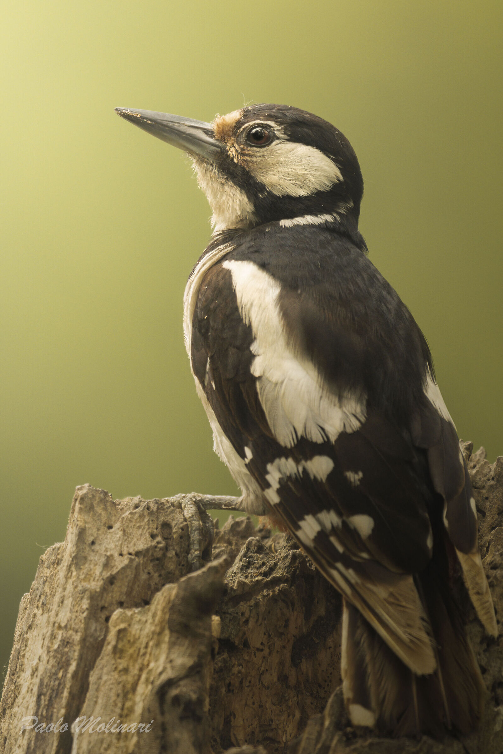 Mrs. Greater Red Woodpecker