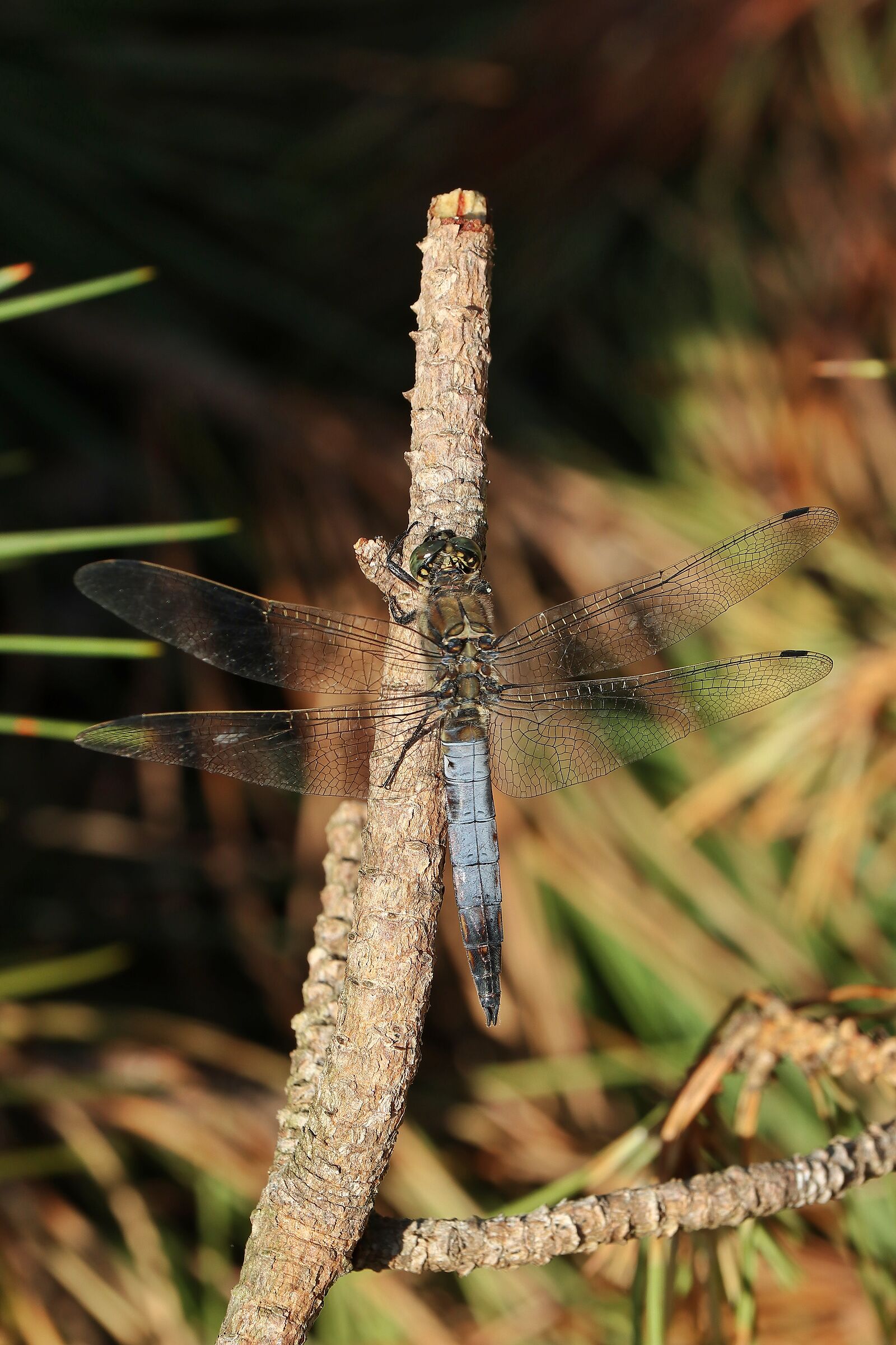 Orthetrum albistylum