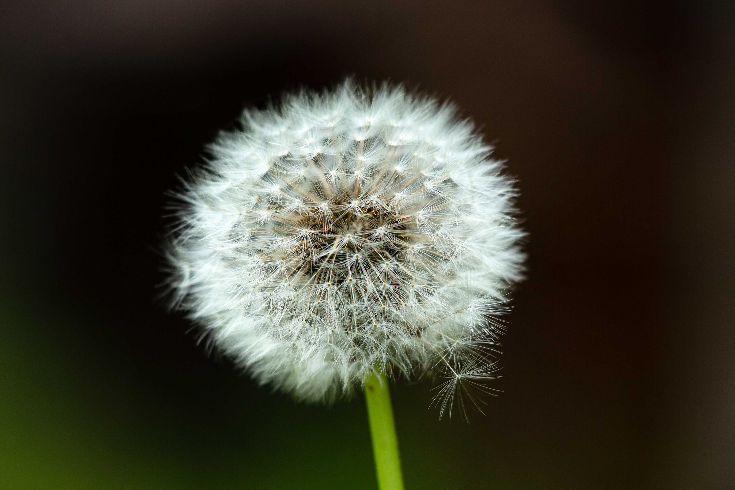 dandelion