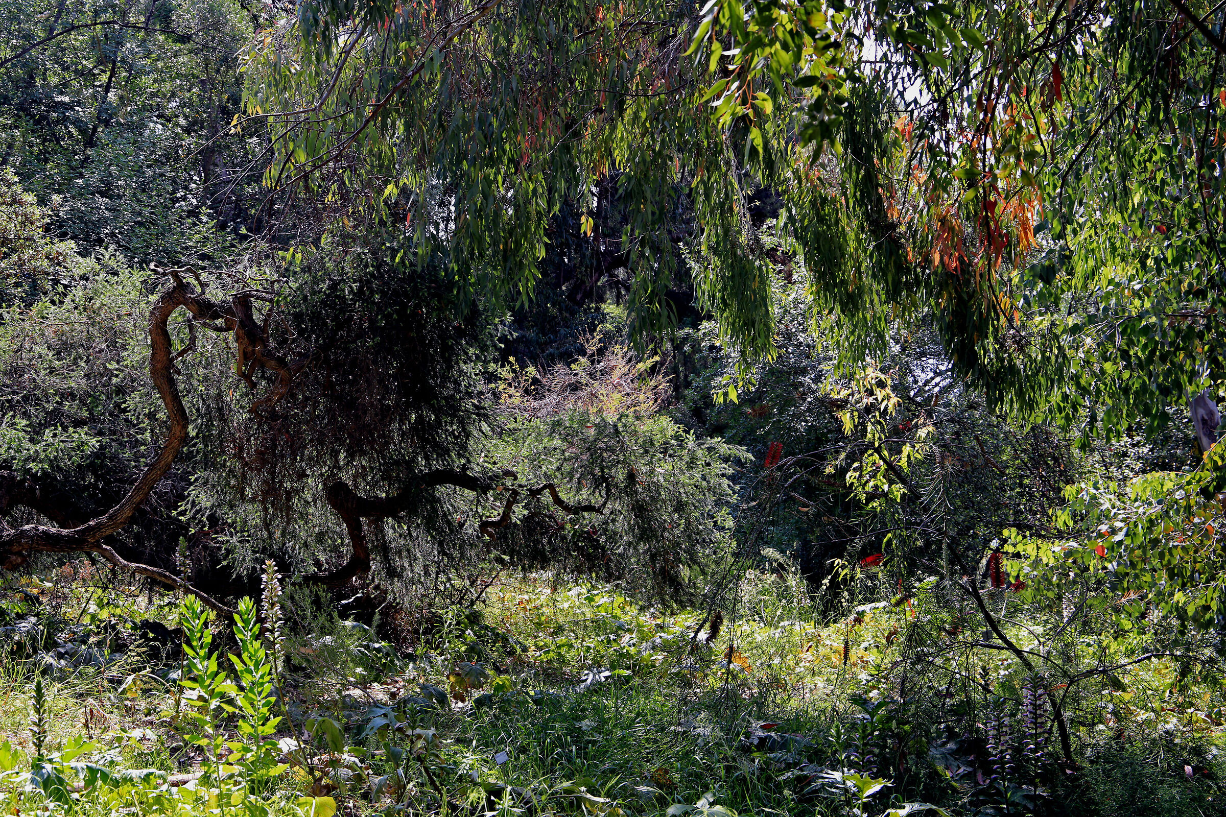 The Australian Forest