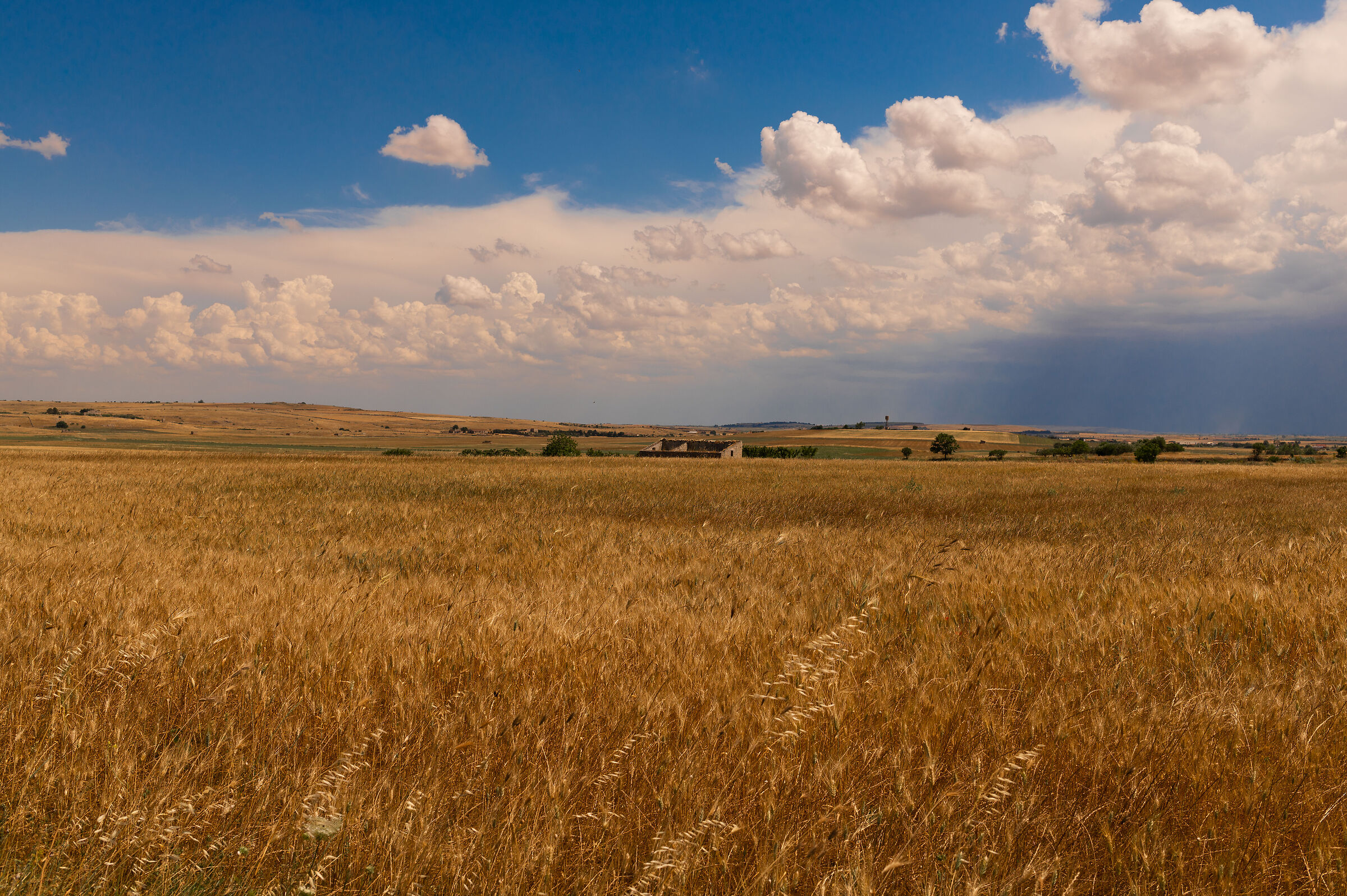 Expanses of wheat