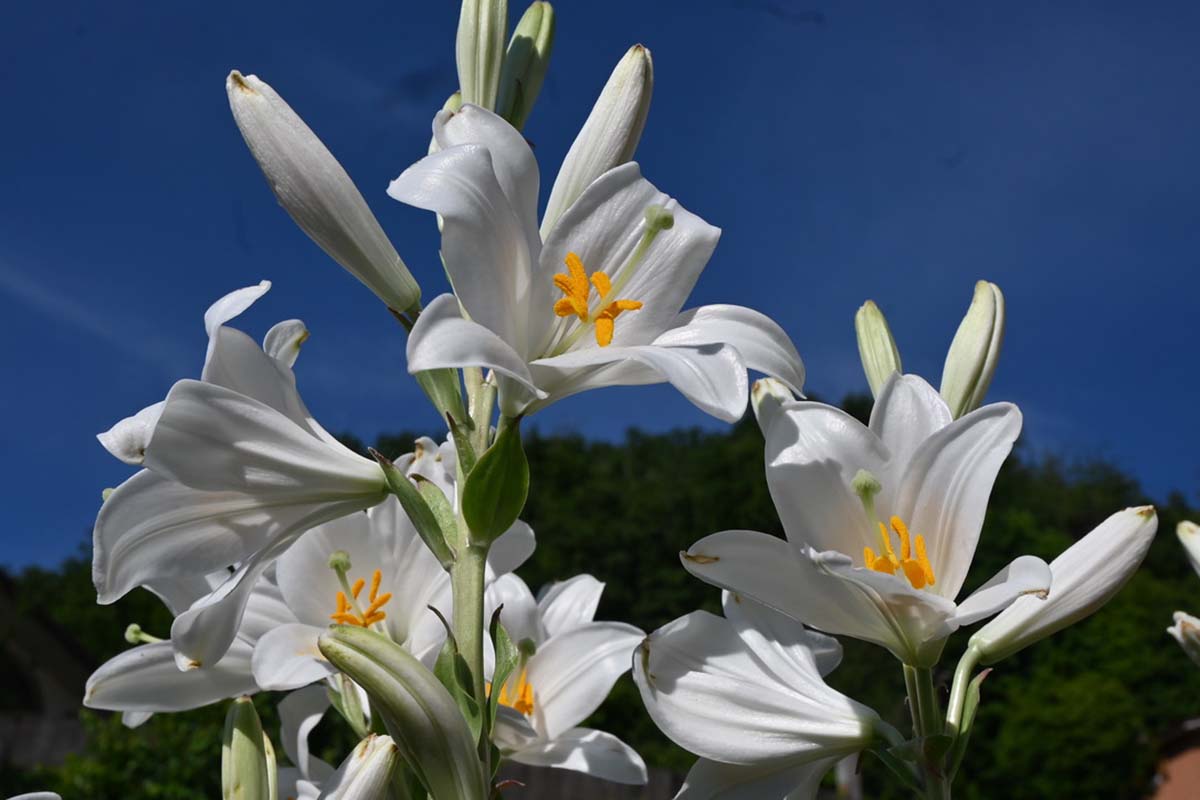 Se non sono gigli son pur sempre figli