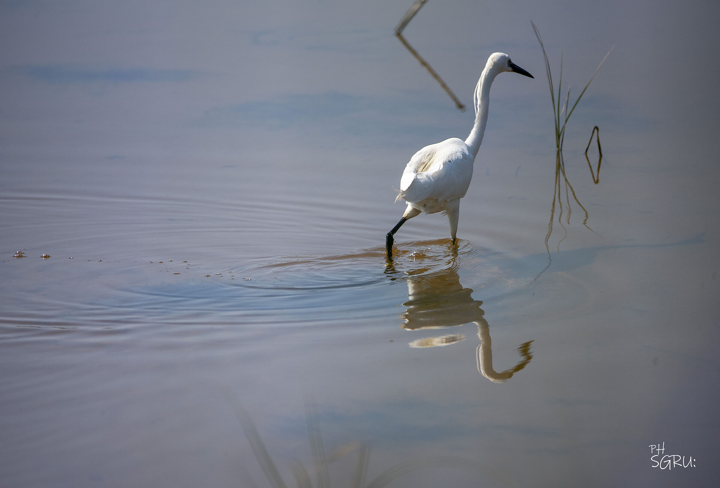il passo del pensionato