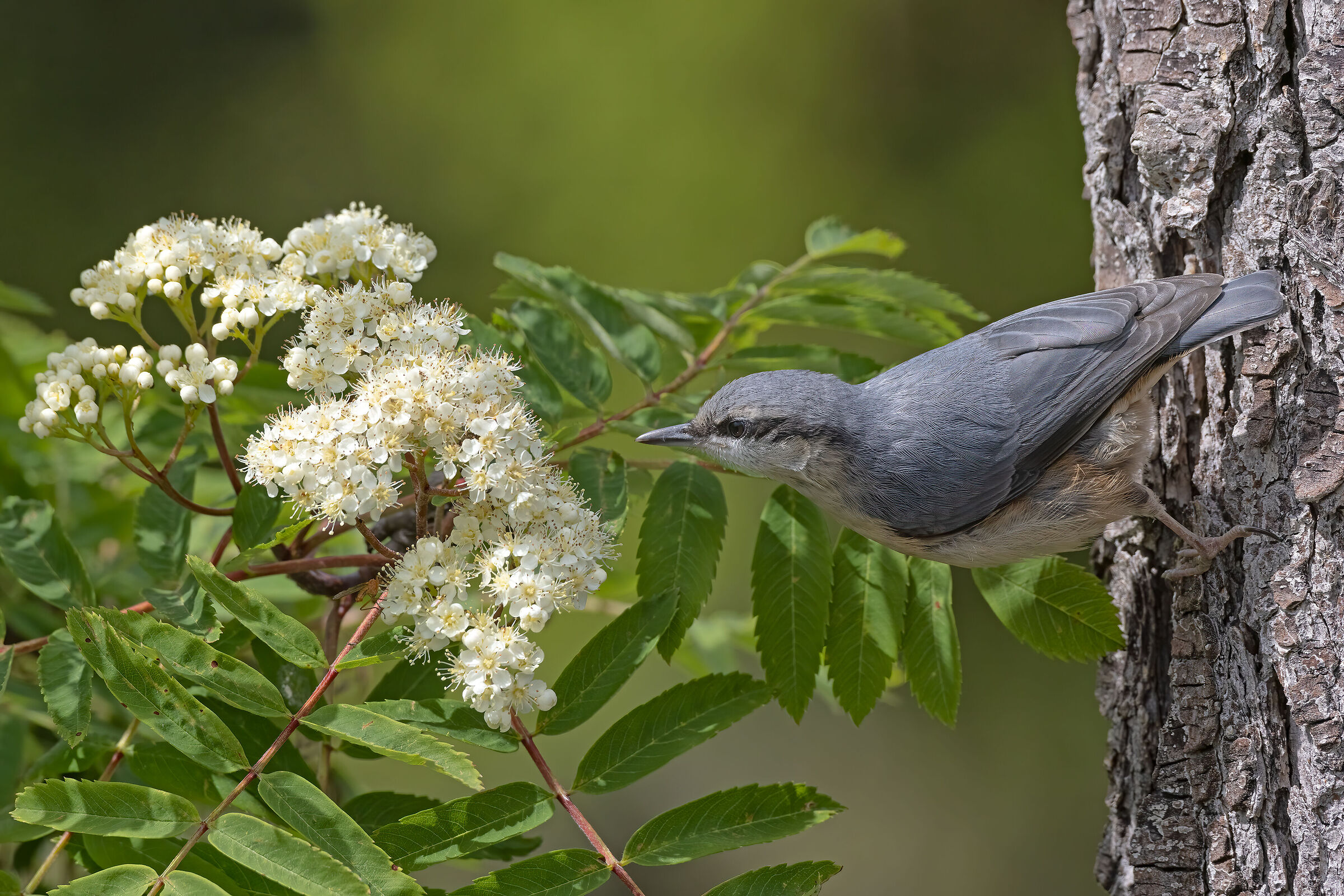 Profumo di primavera