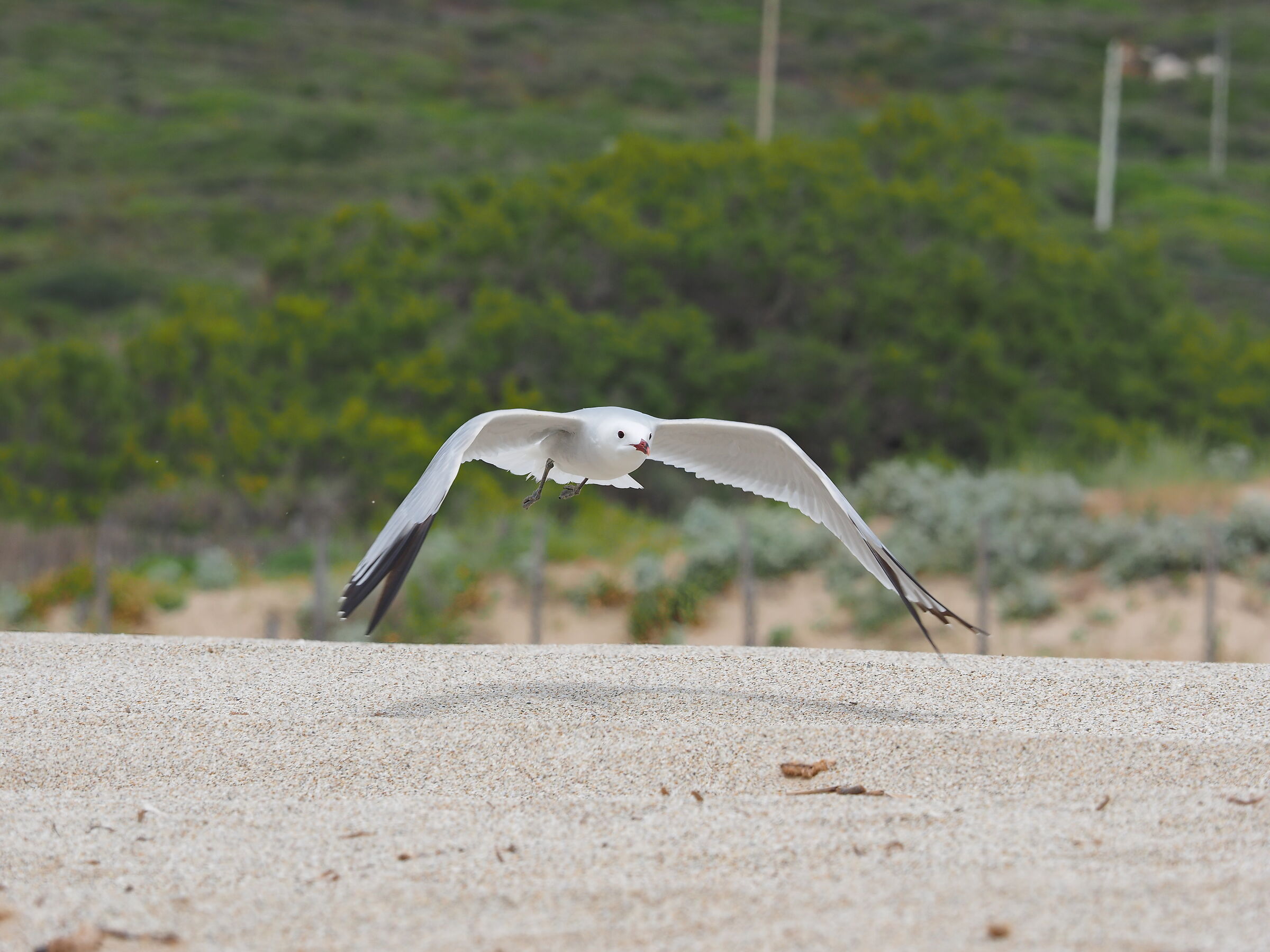 Gabbiano in decollo 2
