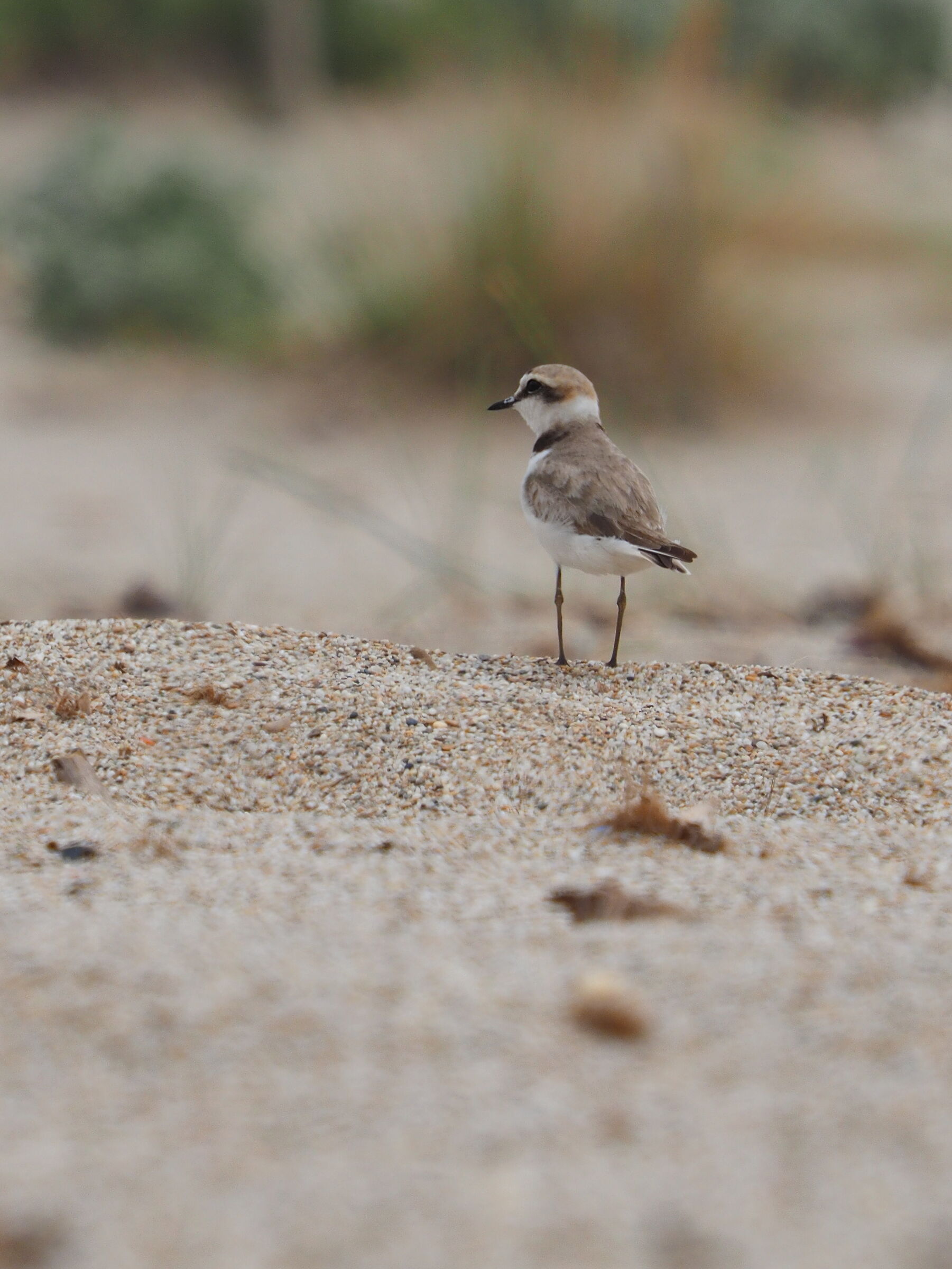 Fratino eurasiatico 3