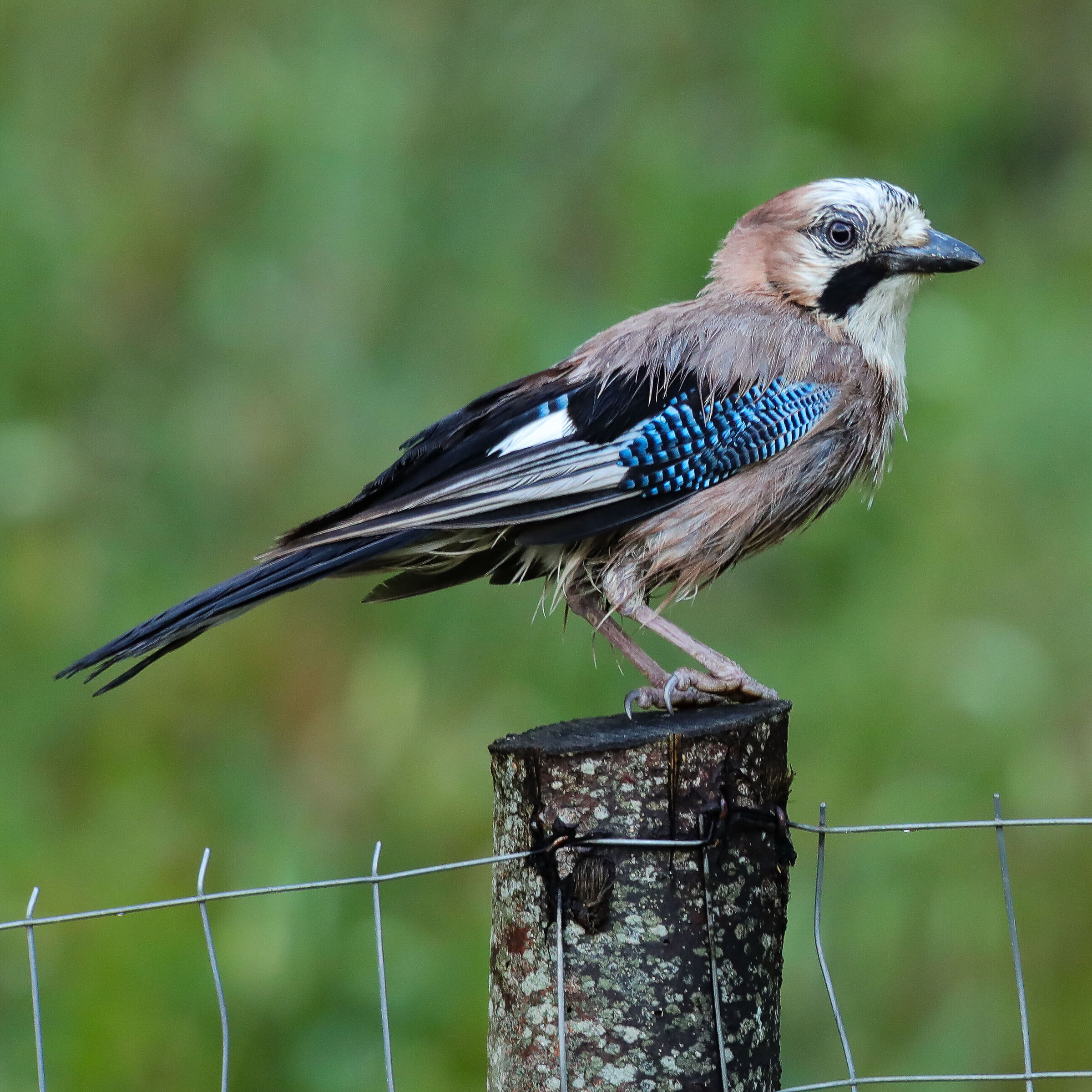 Jay after rain