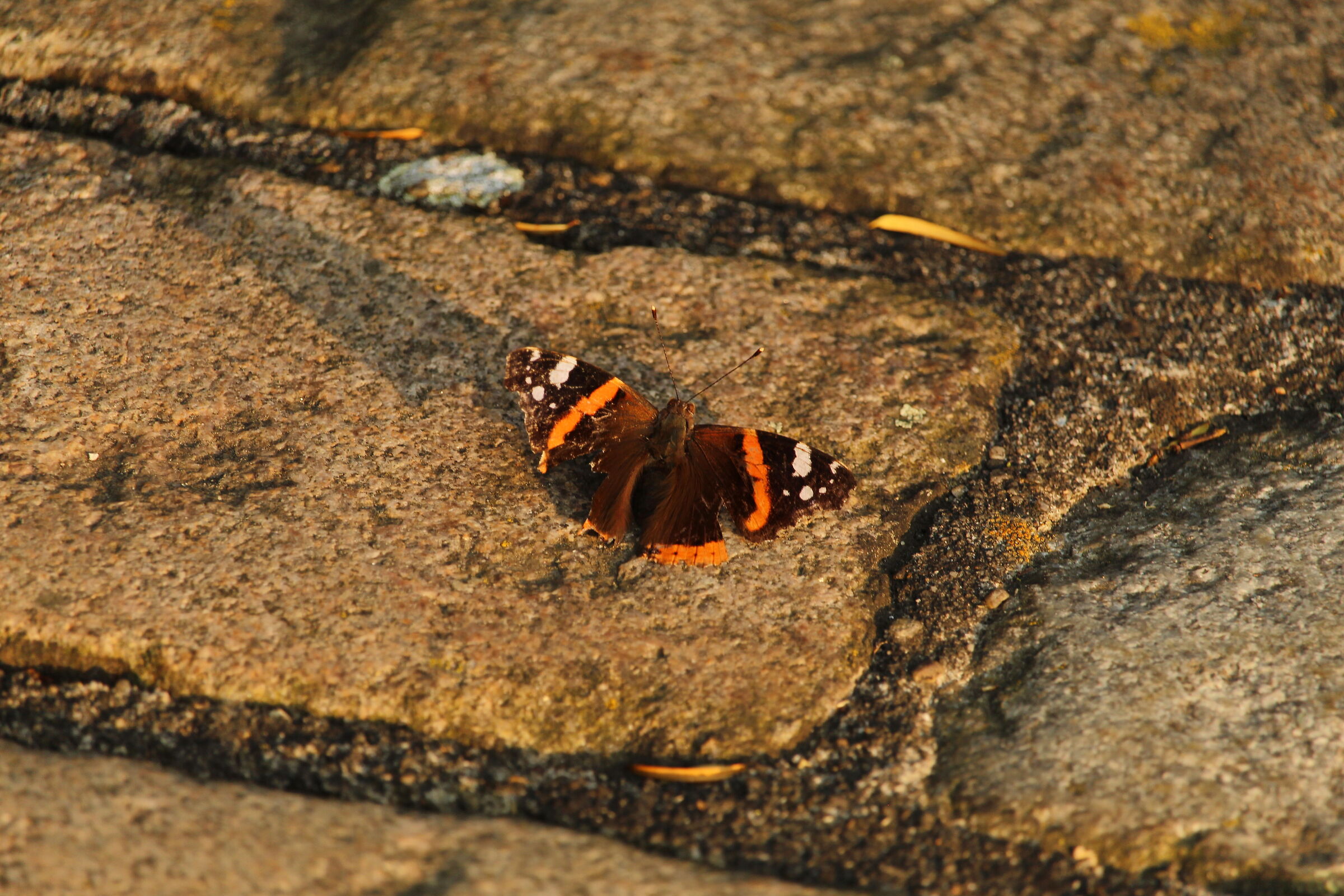 Butterfly in Kronenburgerpark, Nijmegen