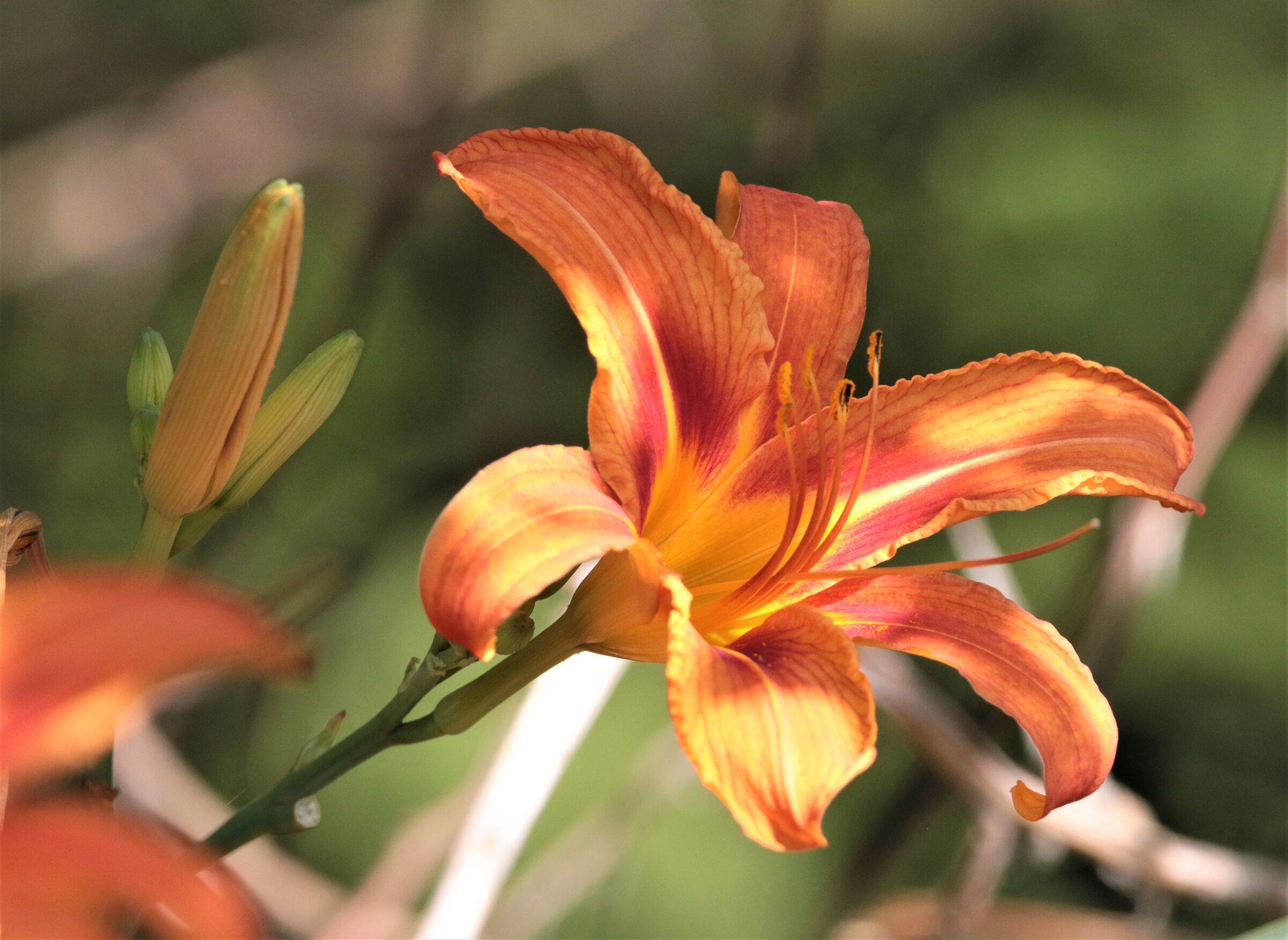 hemerocallis selvatico
