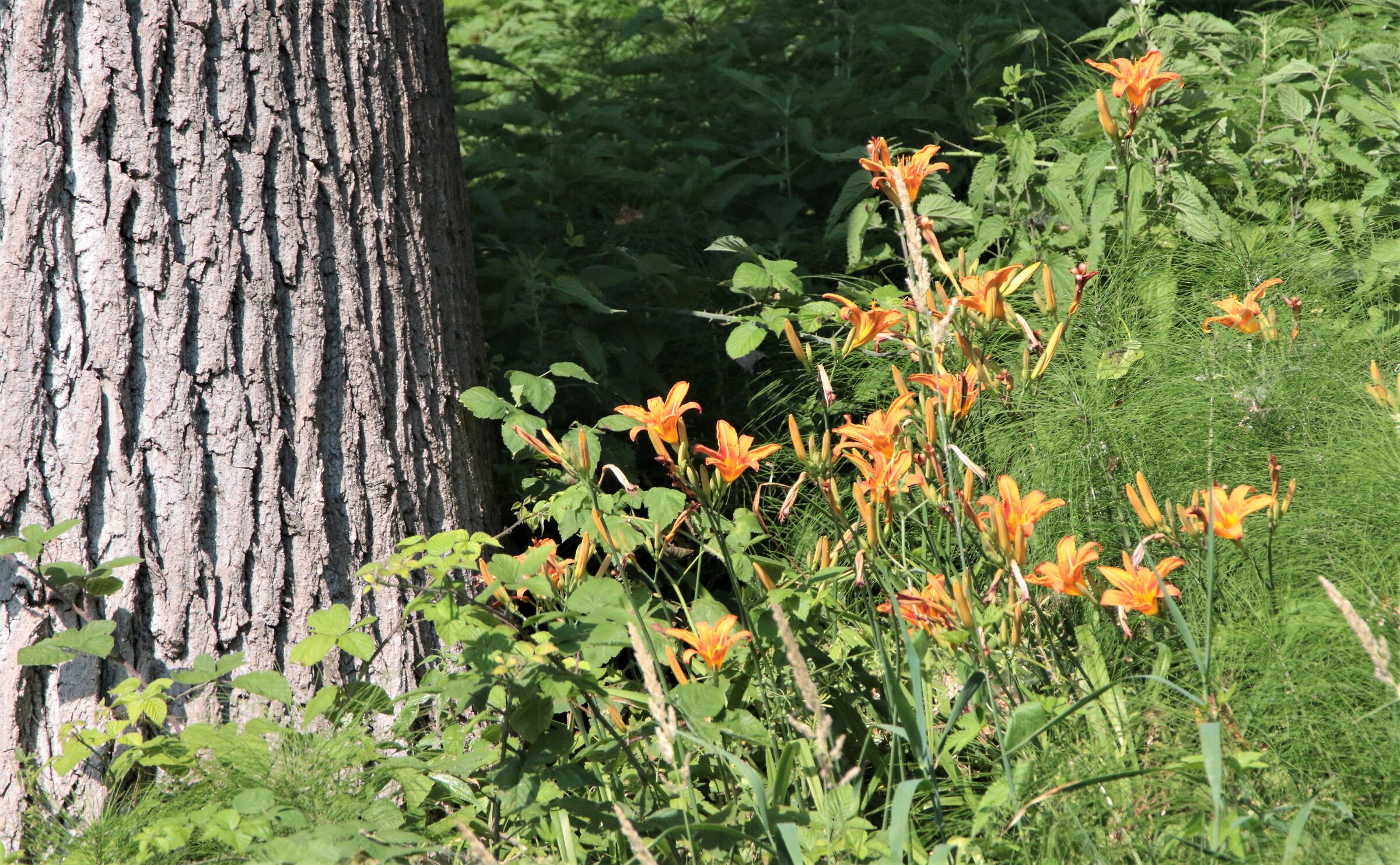 hemeroacallis selvatico(sulla sponda opposta del fiume)