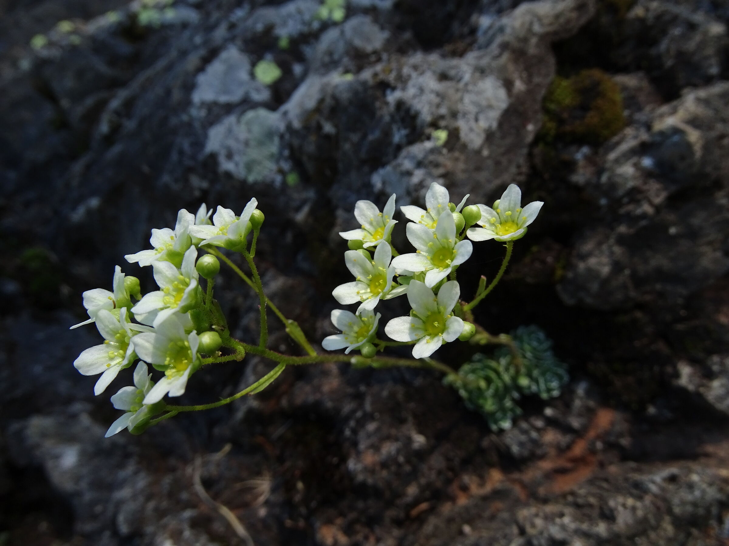 Paniculated saxifraga
