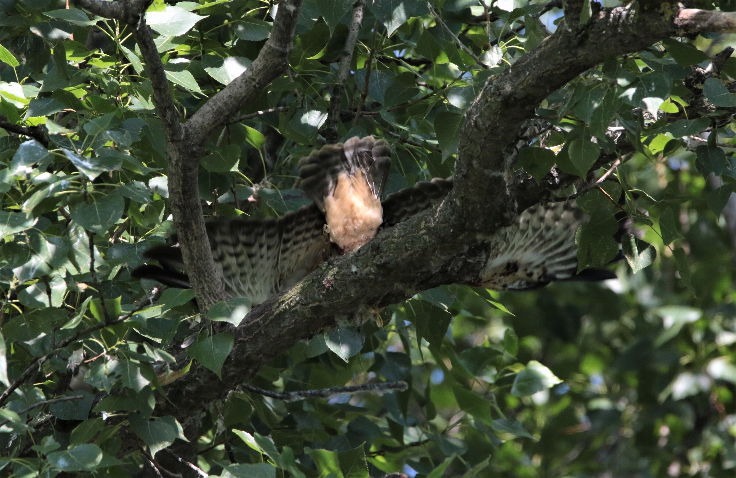 battesimo dell'aria!