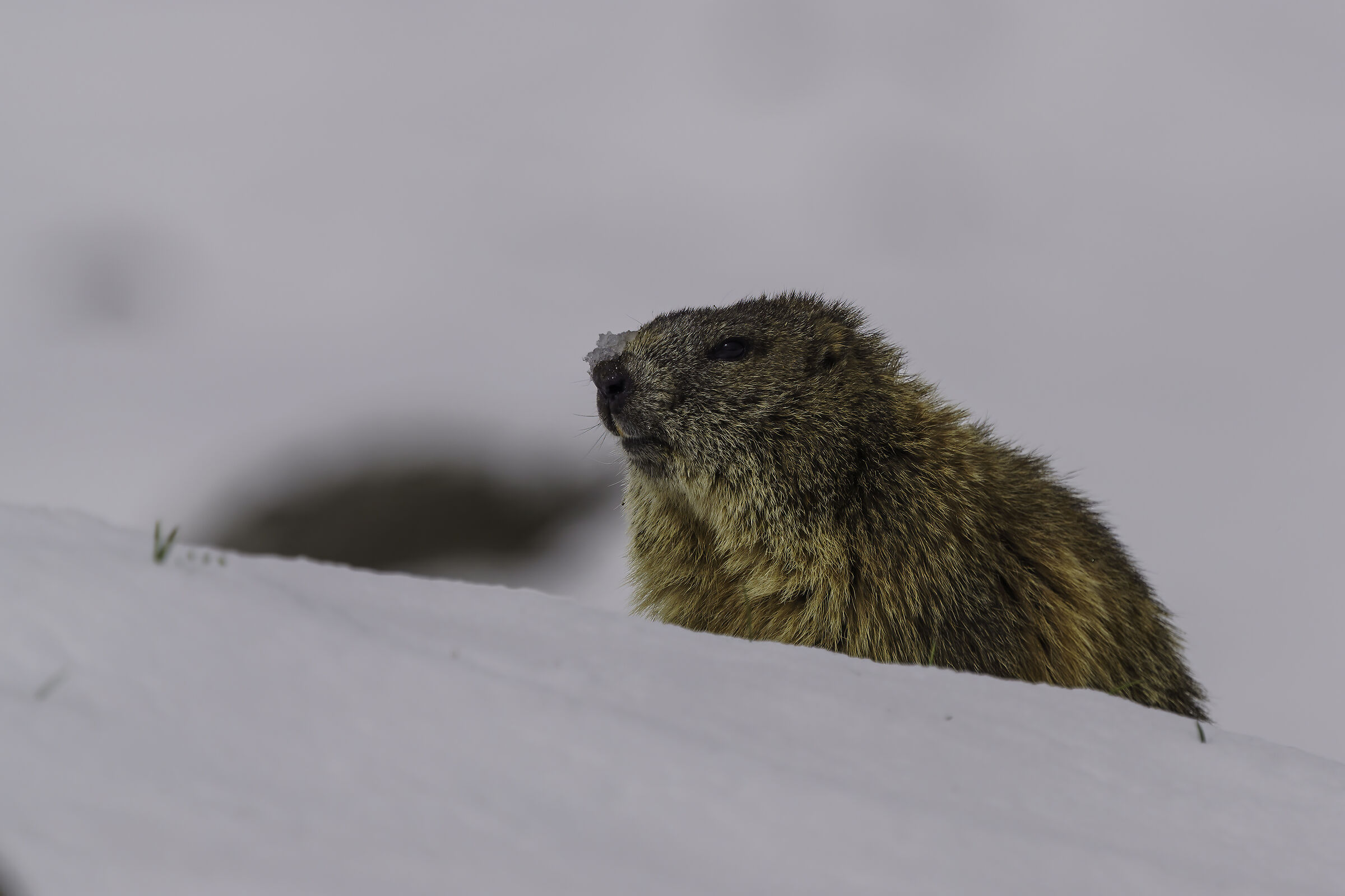 Marmotta altopiano del Montasio