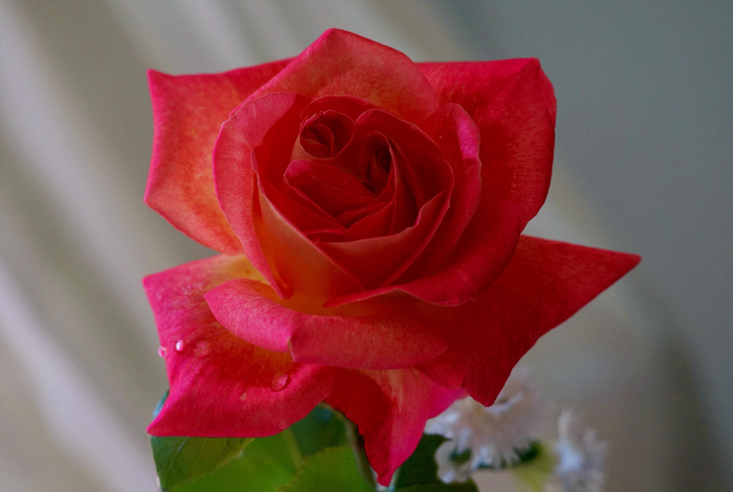 rosa