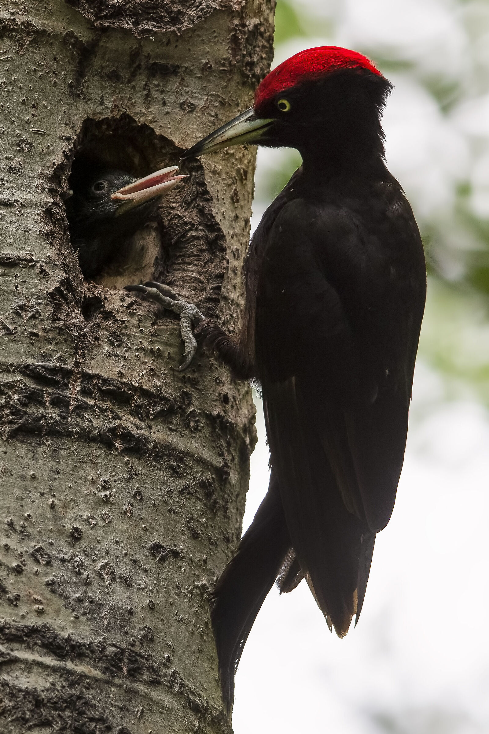 black woodpecker
