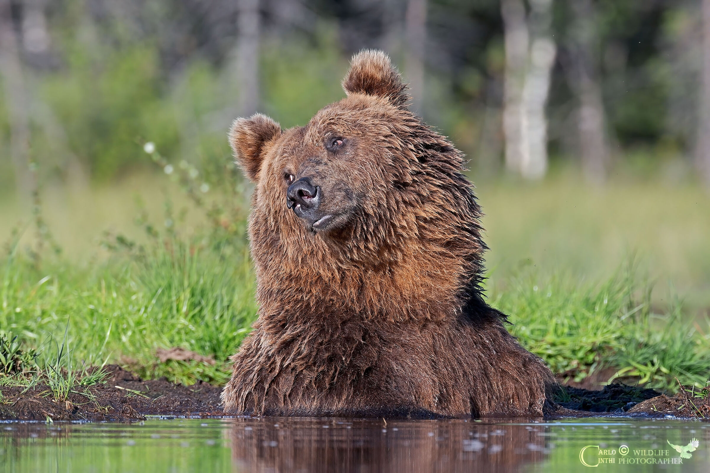 brown bear