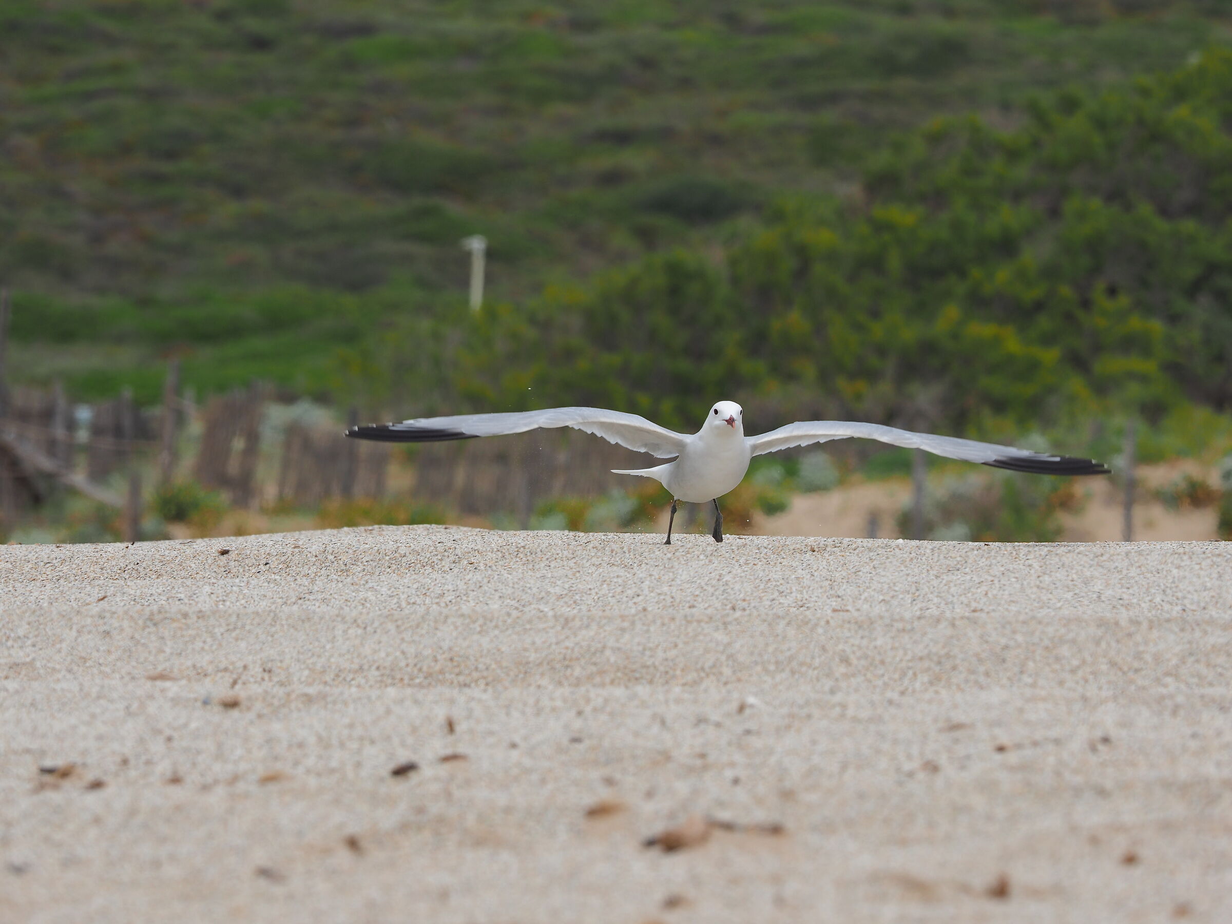 gabbiano in decollo 1