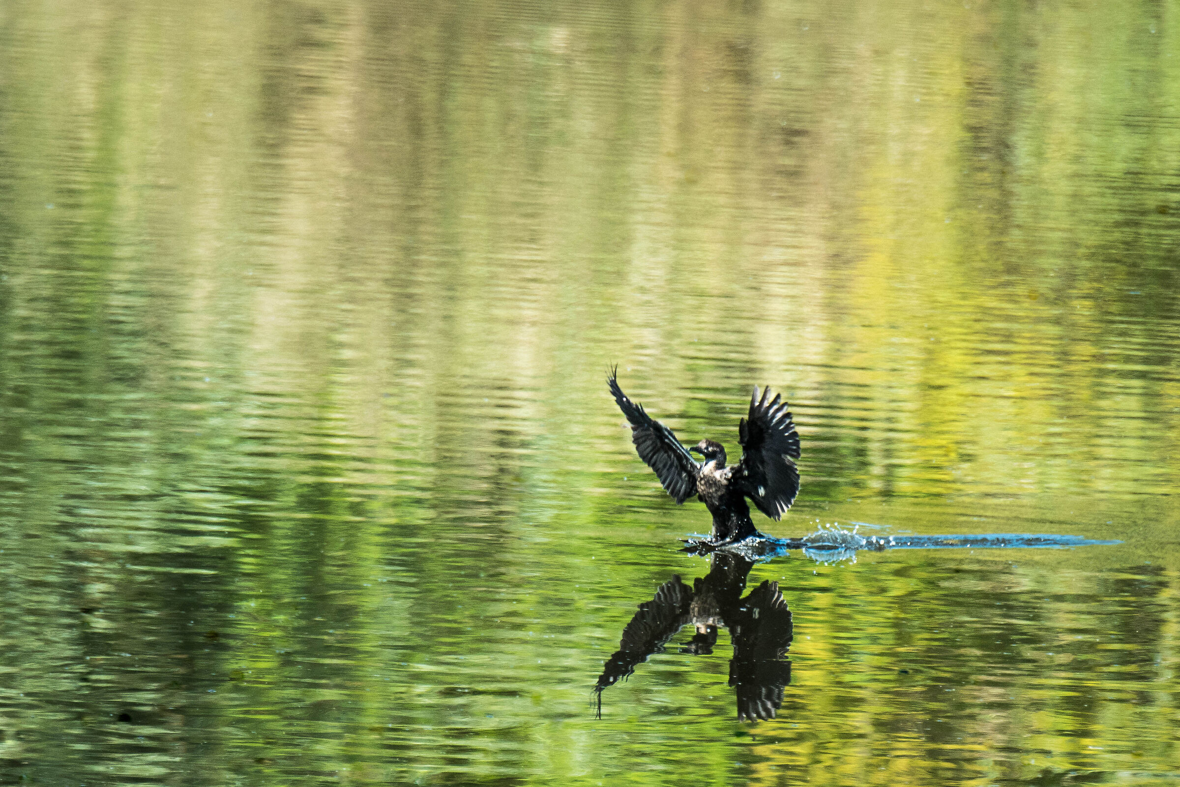 Don't shoot, I give up!