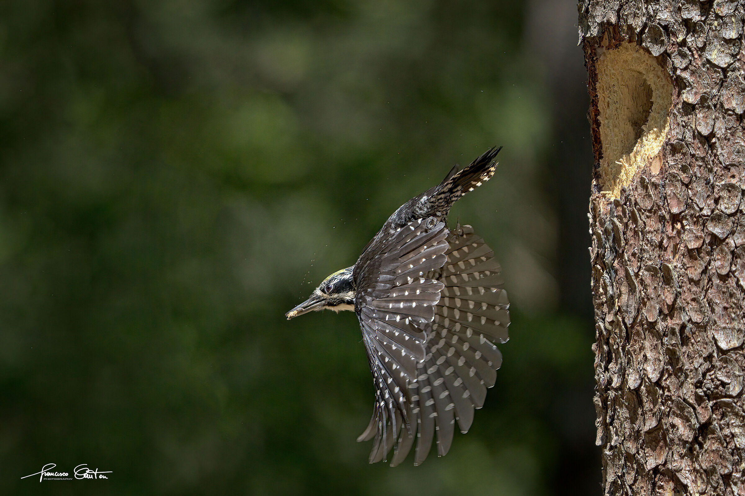 three-toed woodpecker