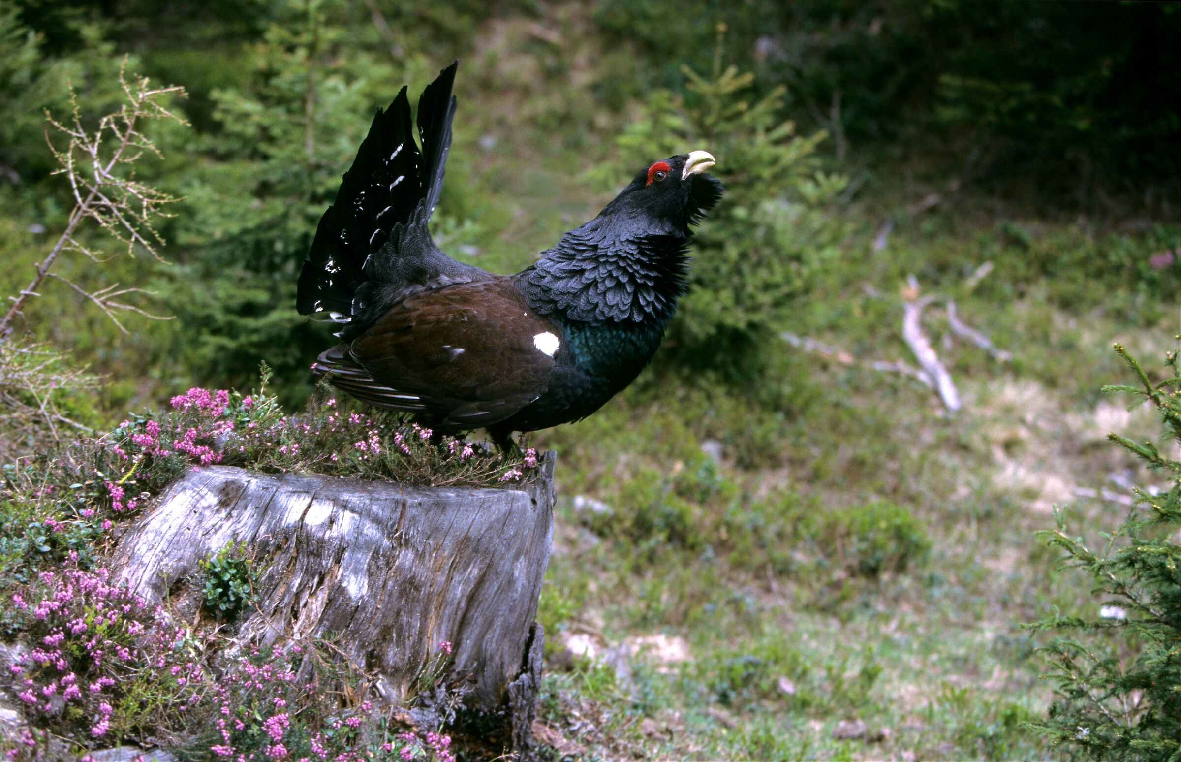 grouse