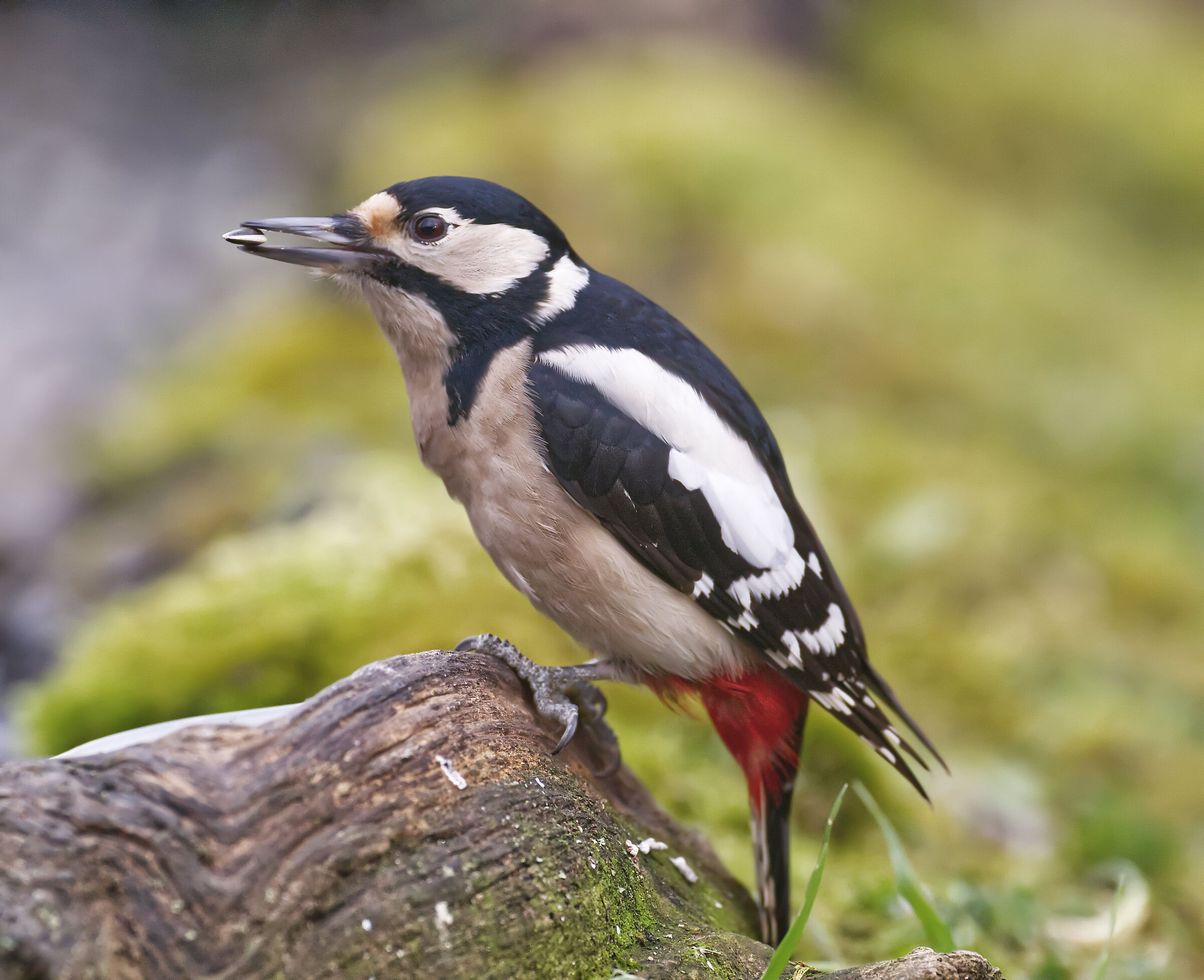 femmina di picchio rosso maggiore
