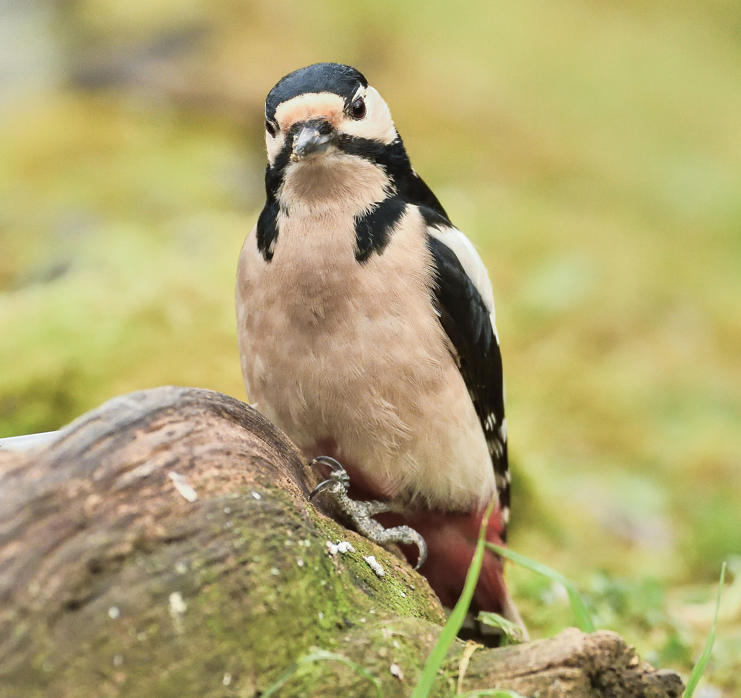 femmina di picchio rosso maggiore