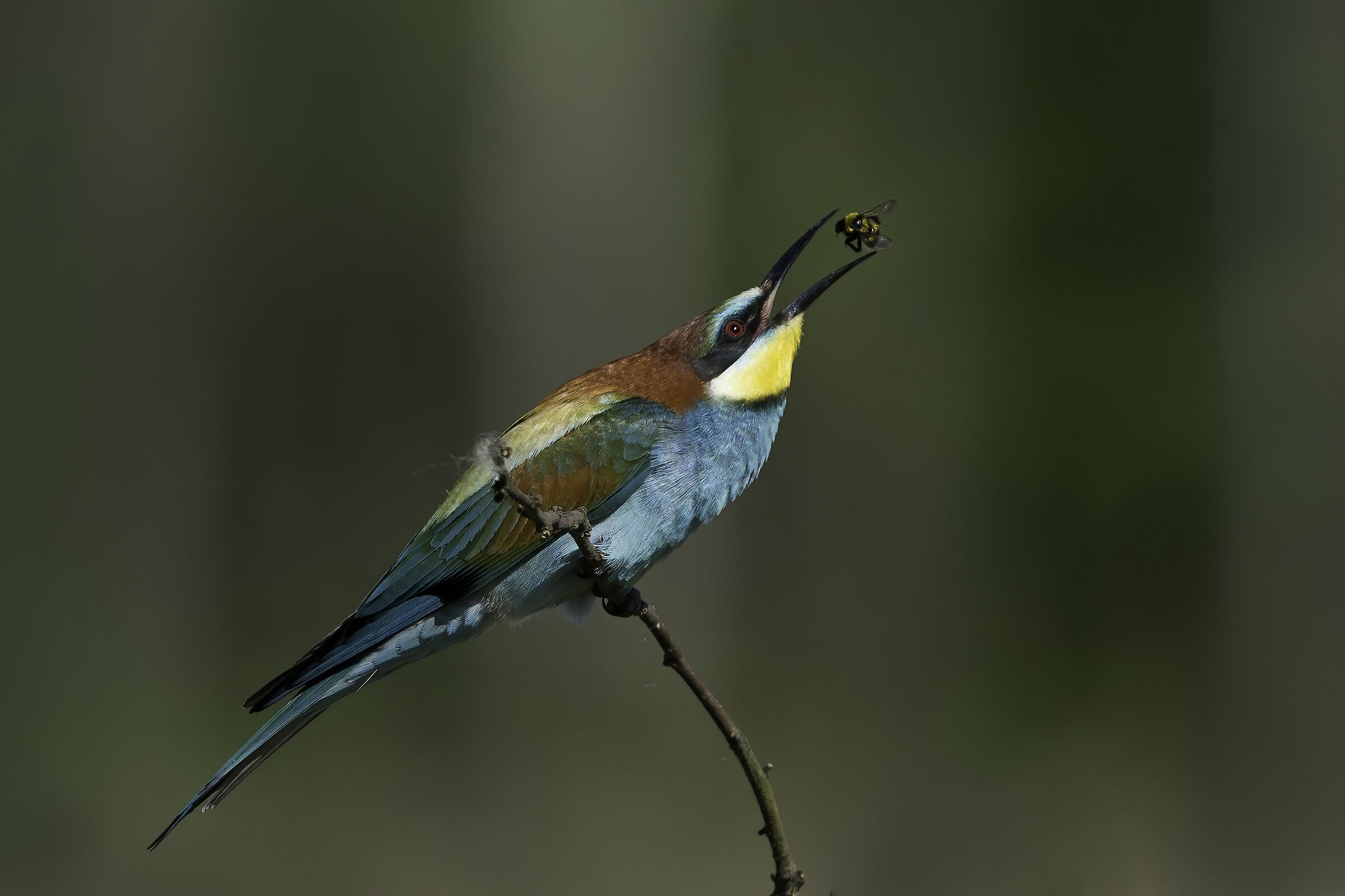bee-eater