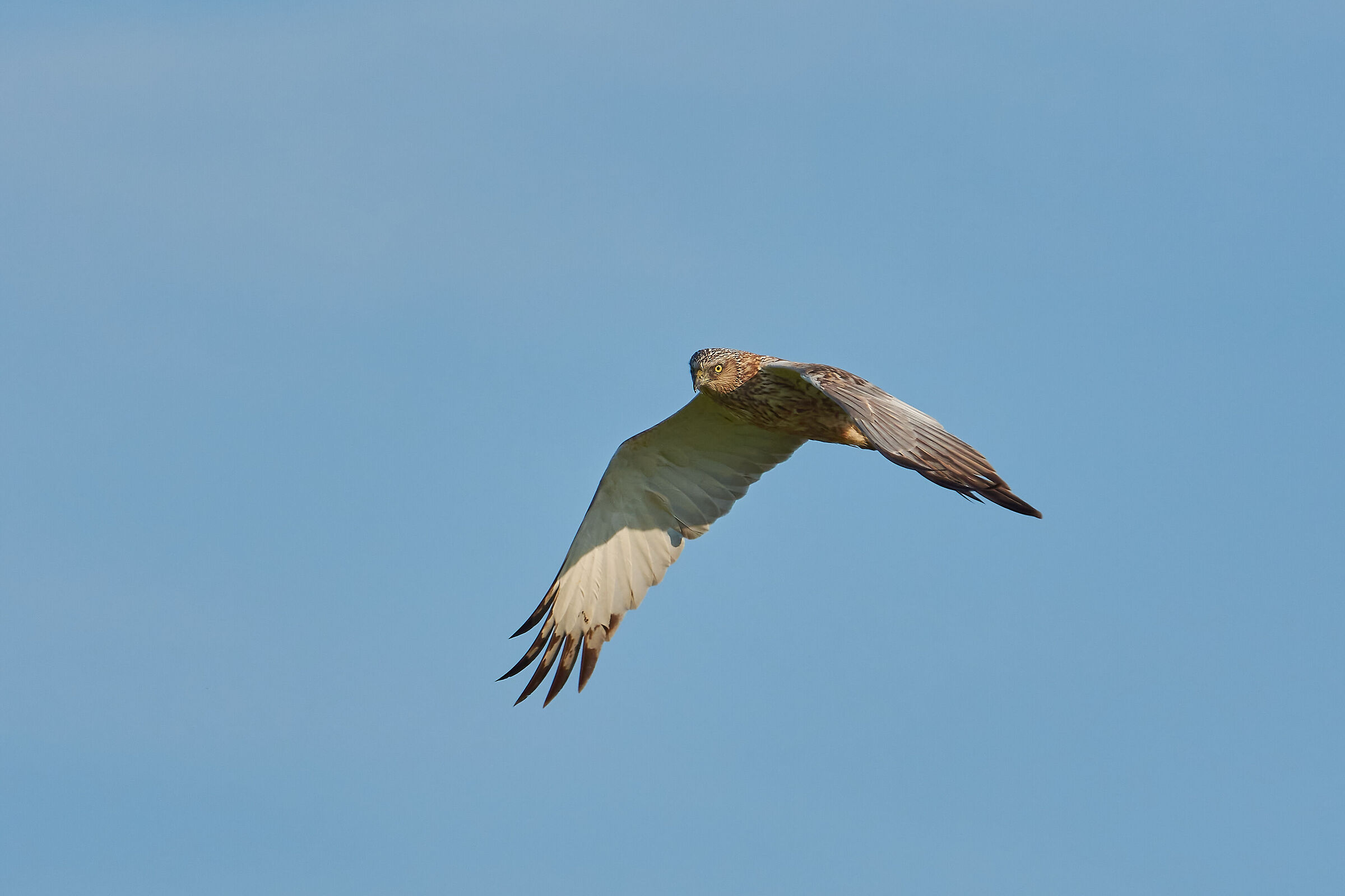 Young Marsh Falcon
