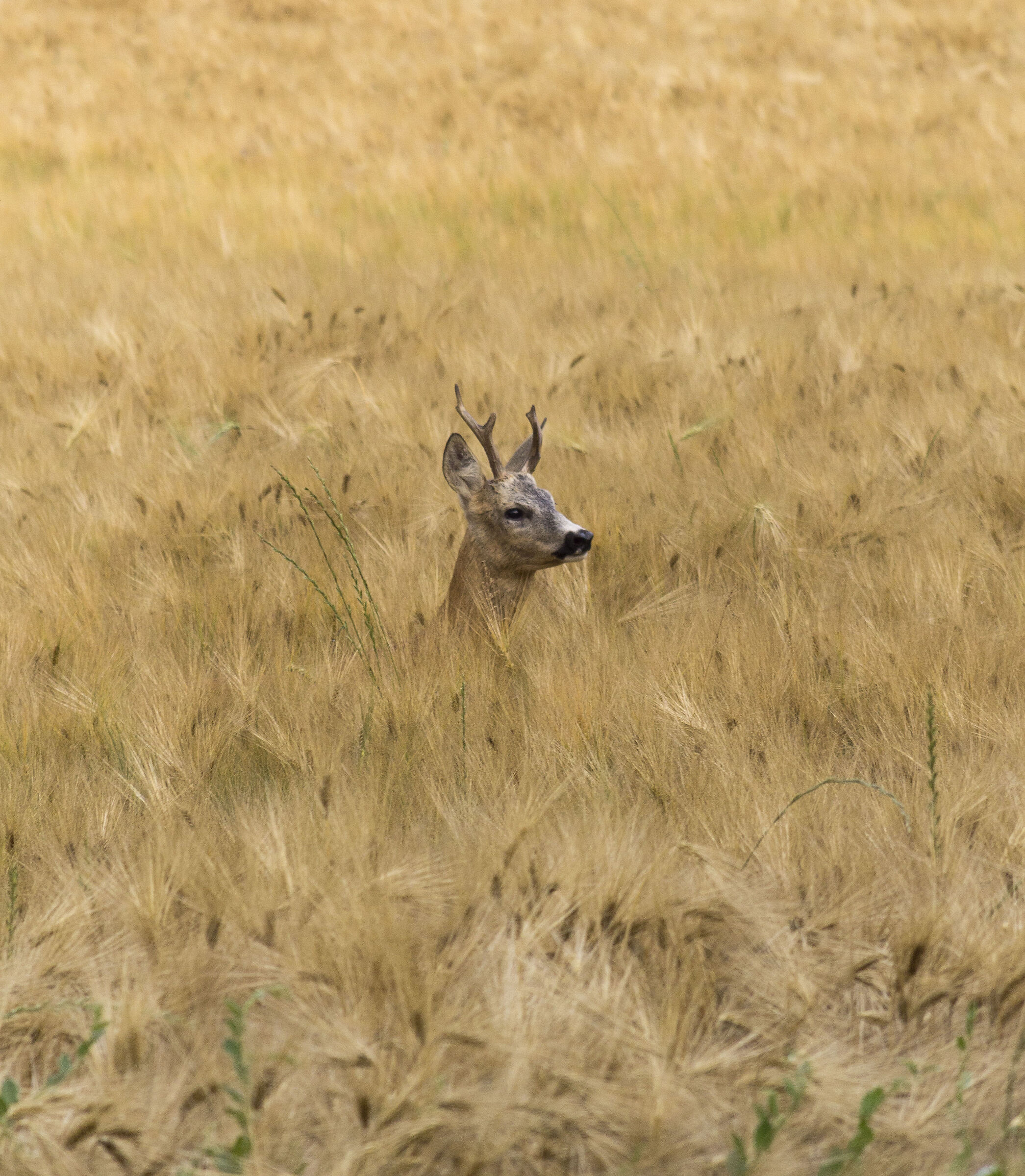 This is my best profile, picture it!