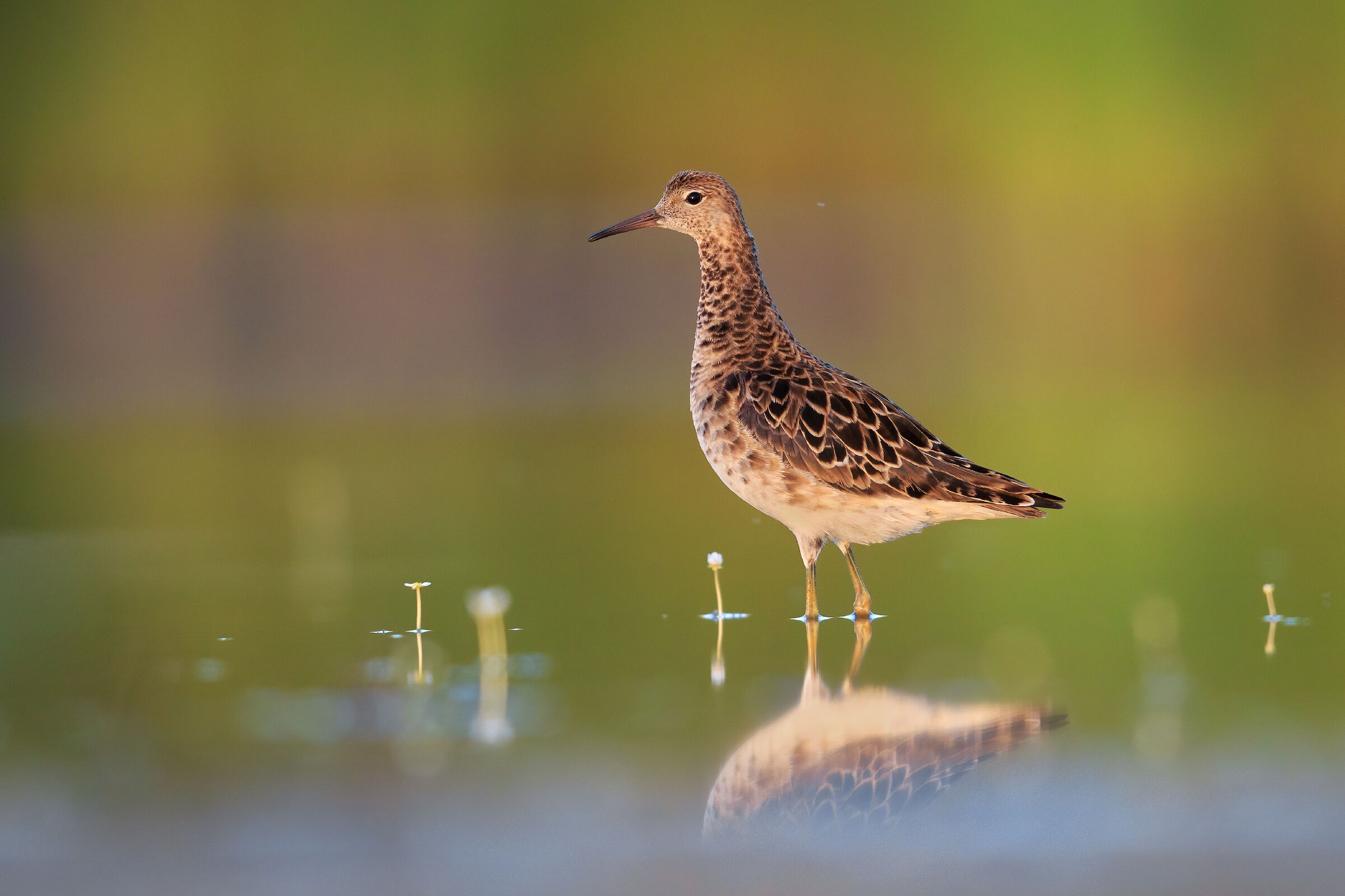 Combattente al tramonto