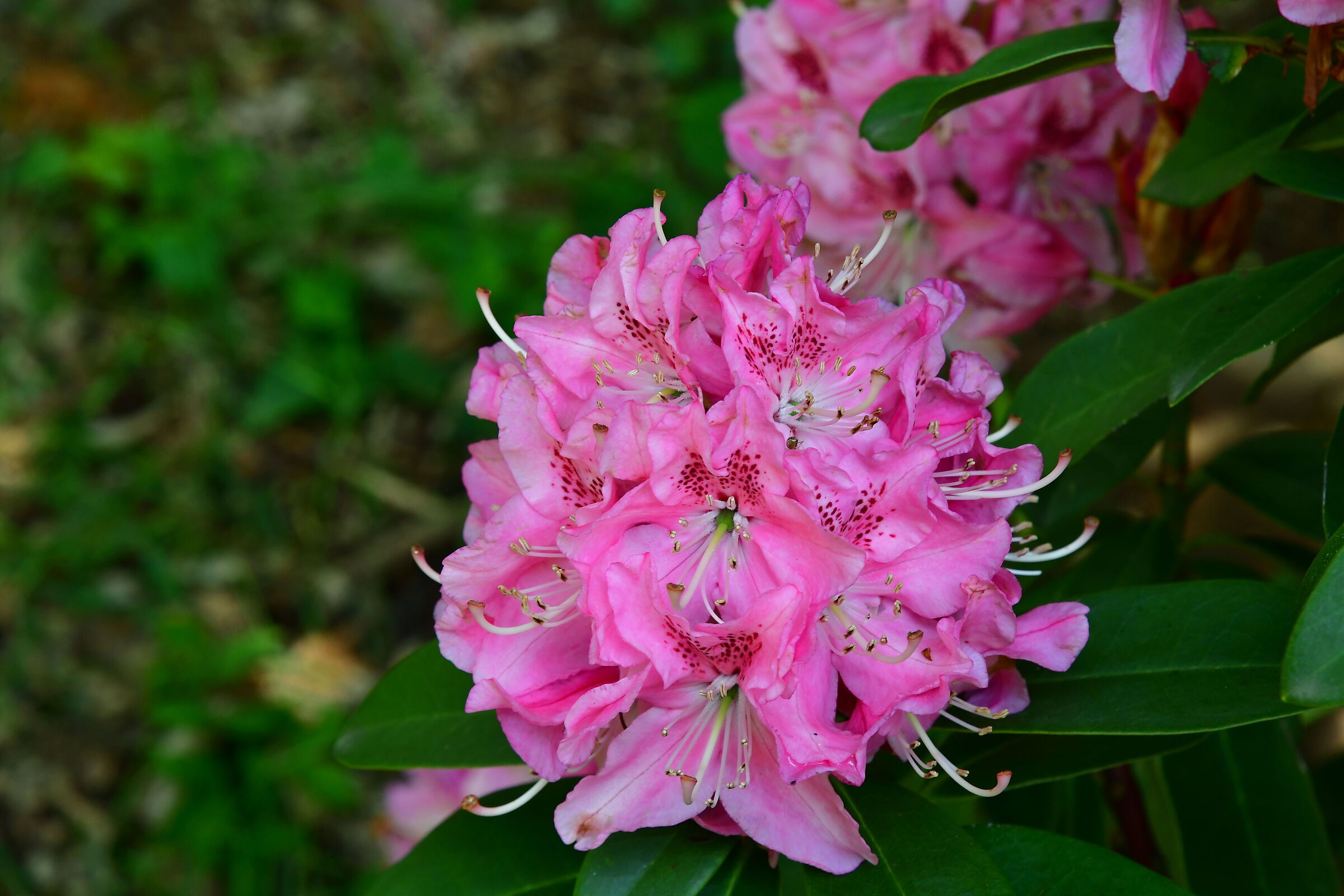 Rododendro