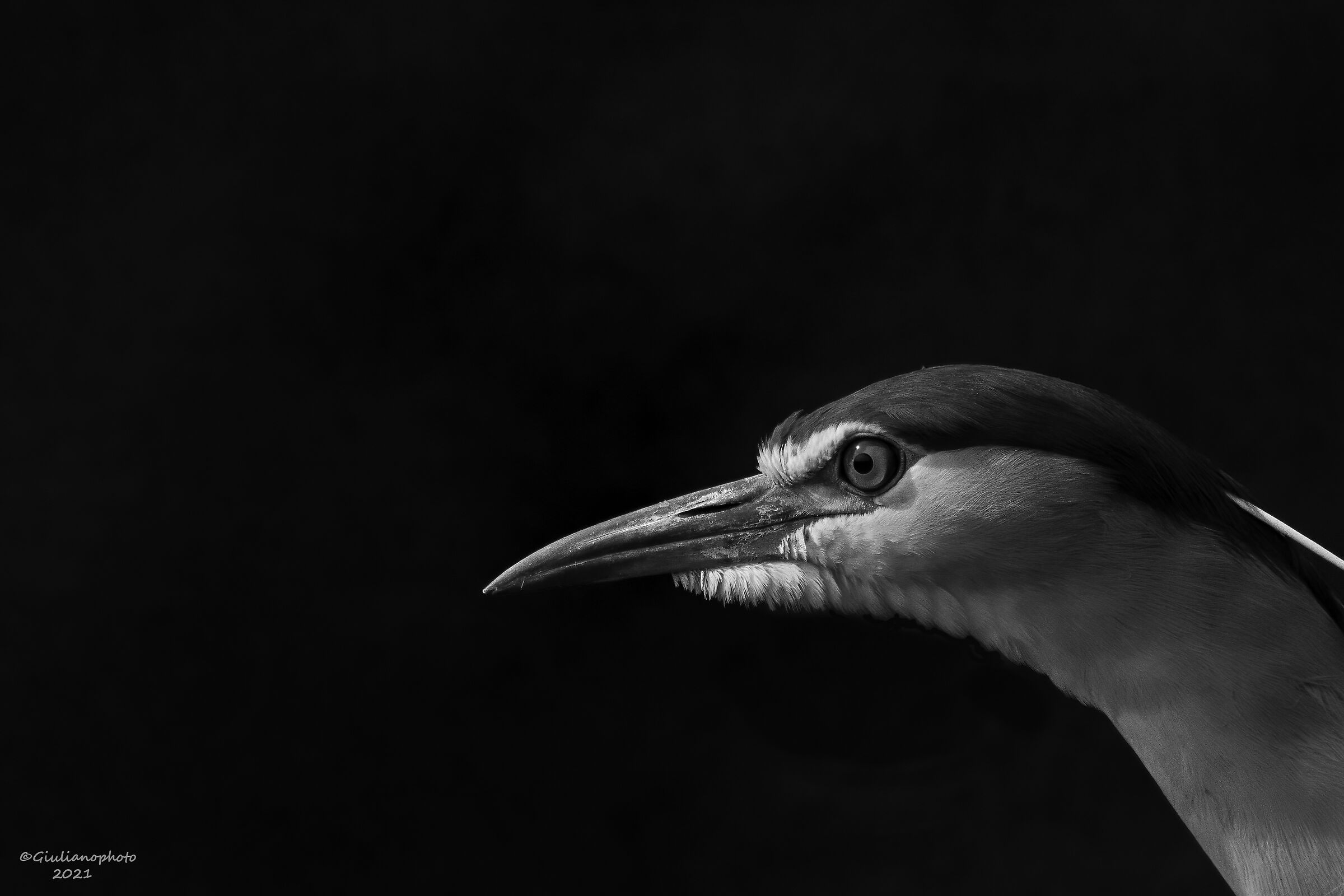 Portrait of nitticora