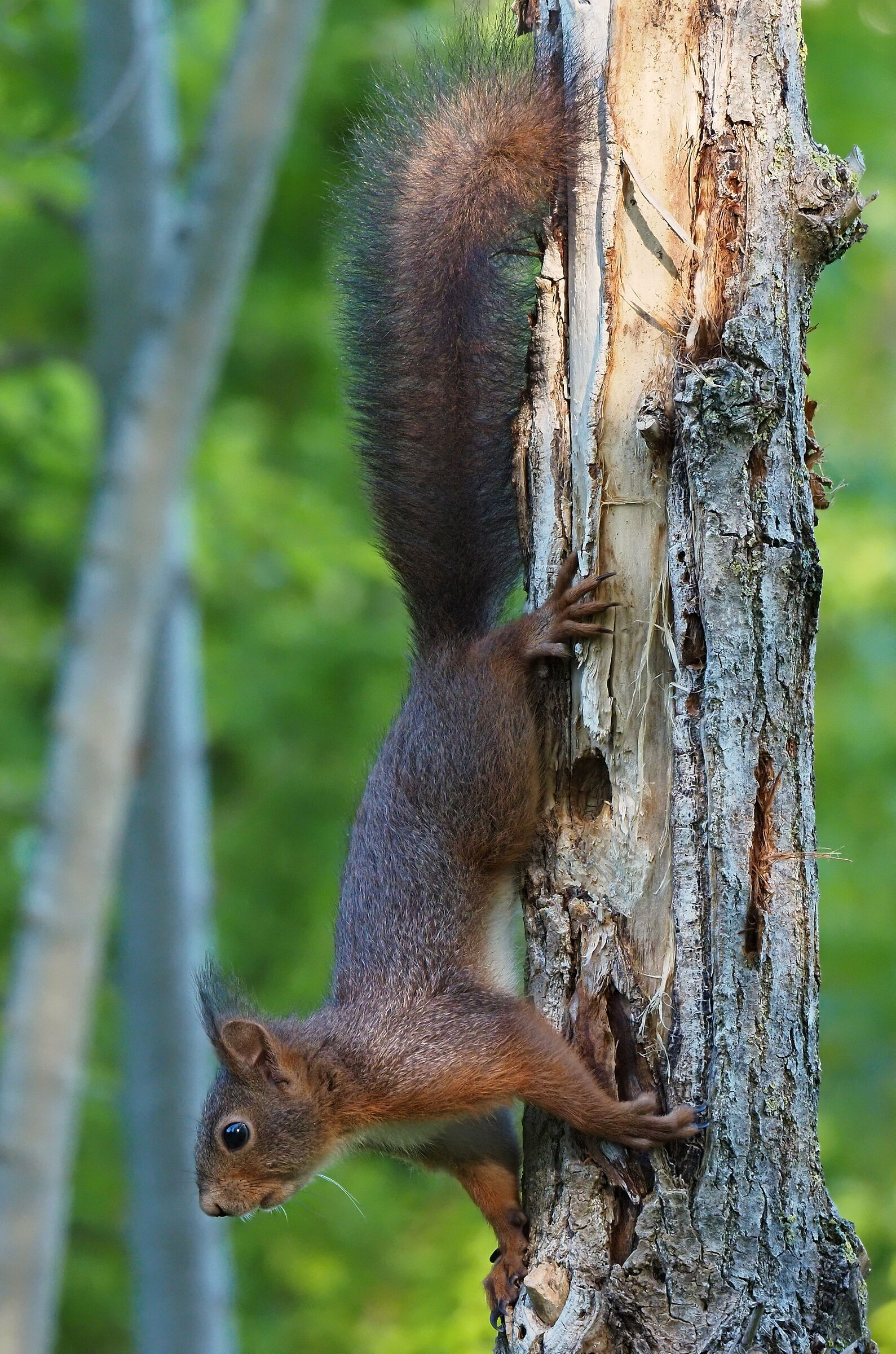 squirrel series 2