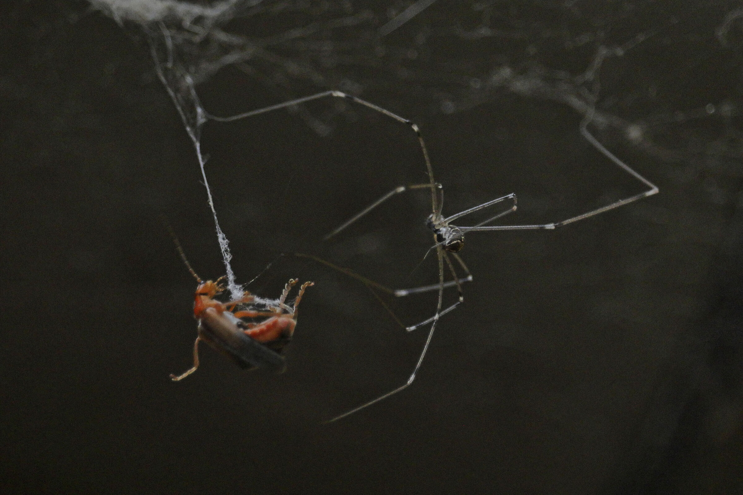 lotta per la sopravvivenza