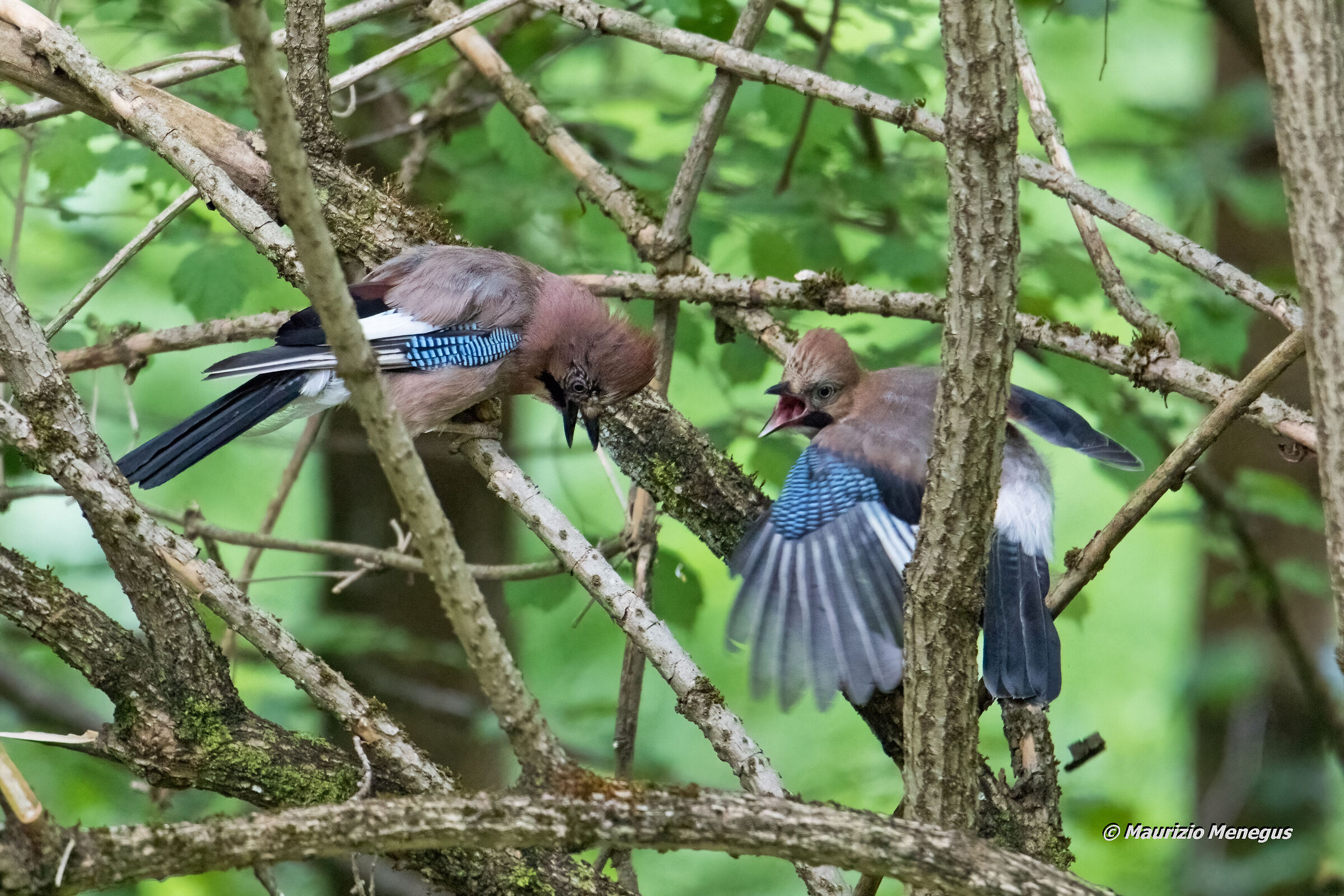 La giovane ghiandaia è affamata
