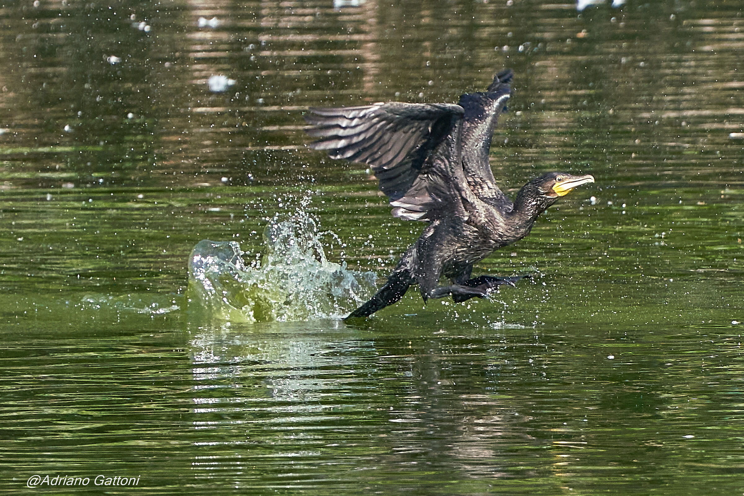 Hop .... hop ... hop ...