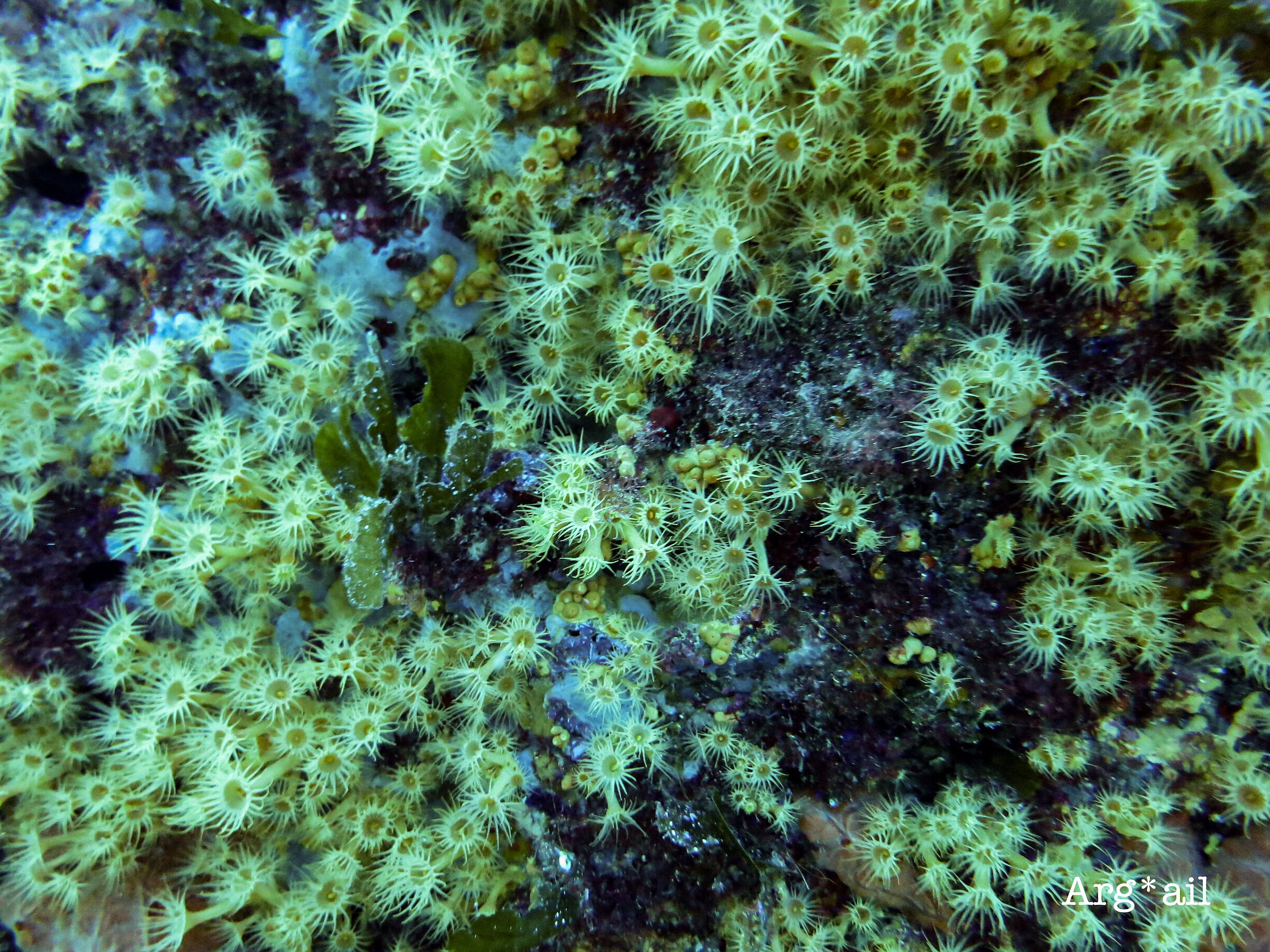 Sea daisies