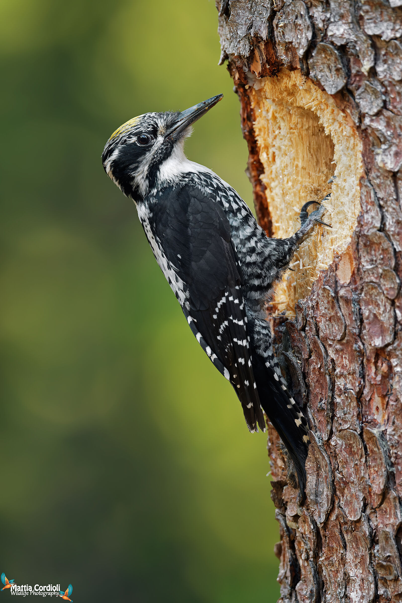 Male Tridattilo woodpecker