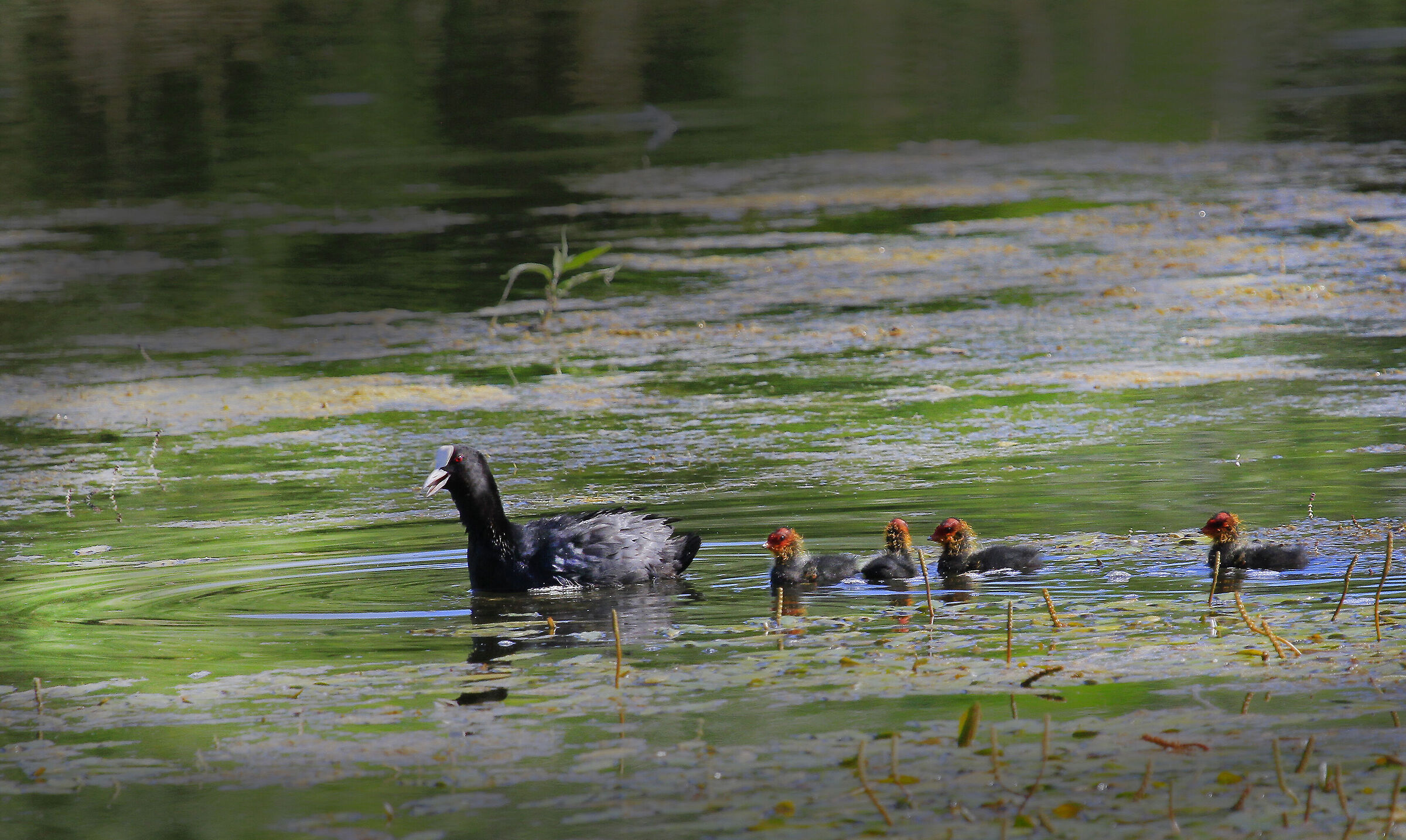 piccoli di folaga( tenerezza allo stato puro)