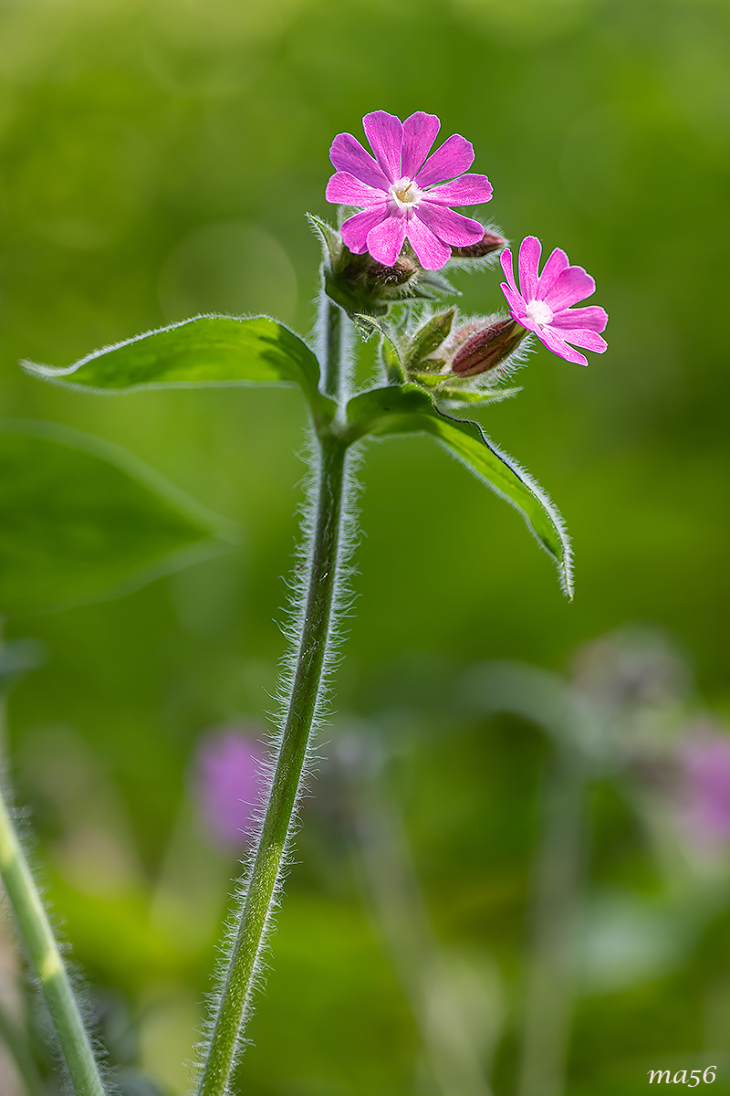 silene dioica