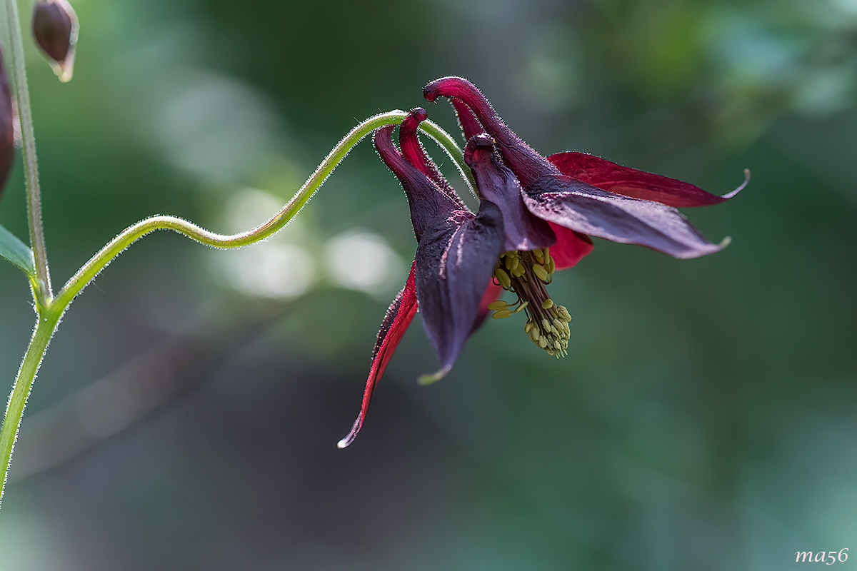 aquilegia scura