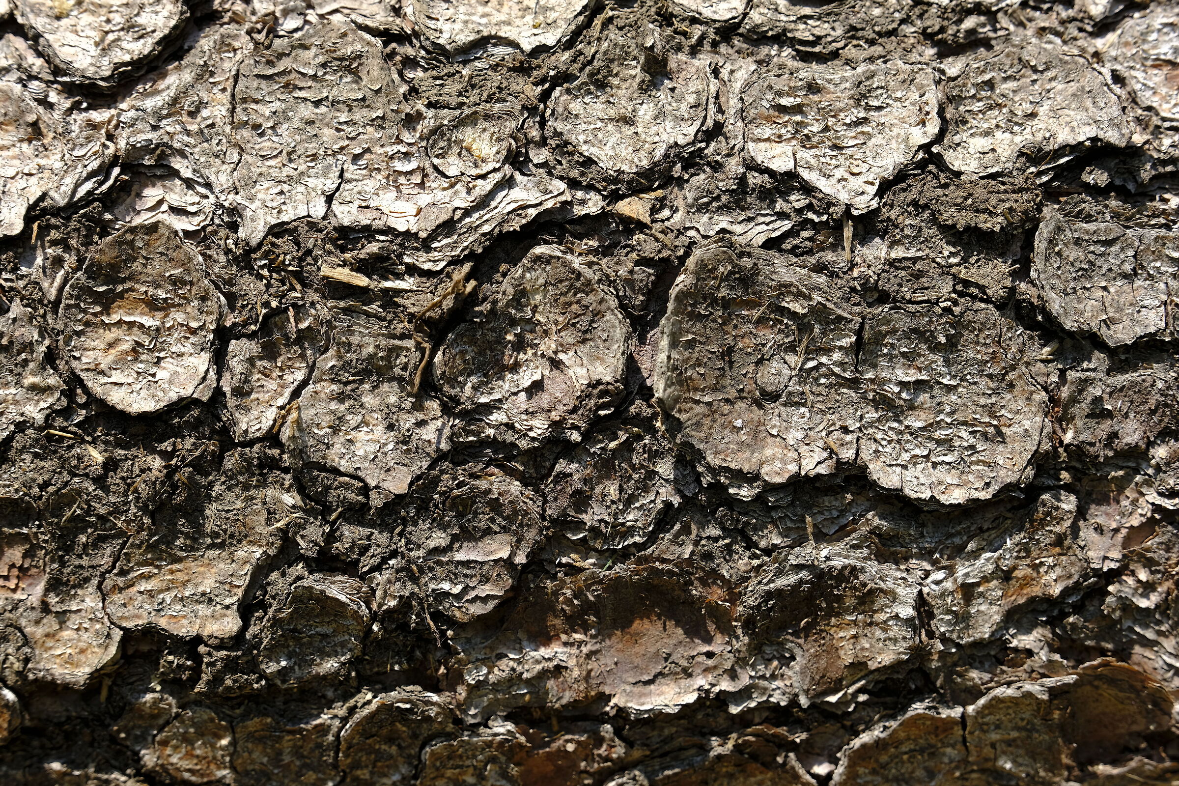 Corteccia
