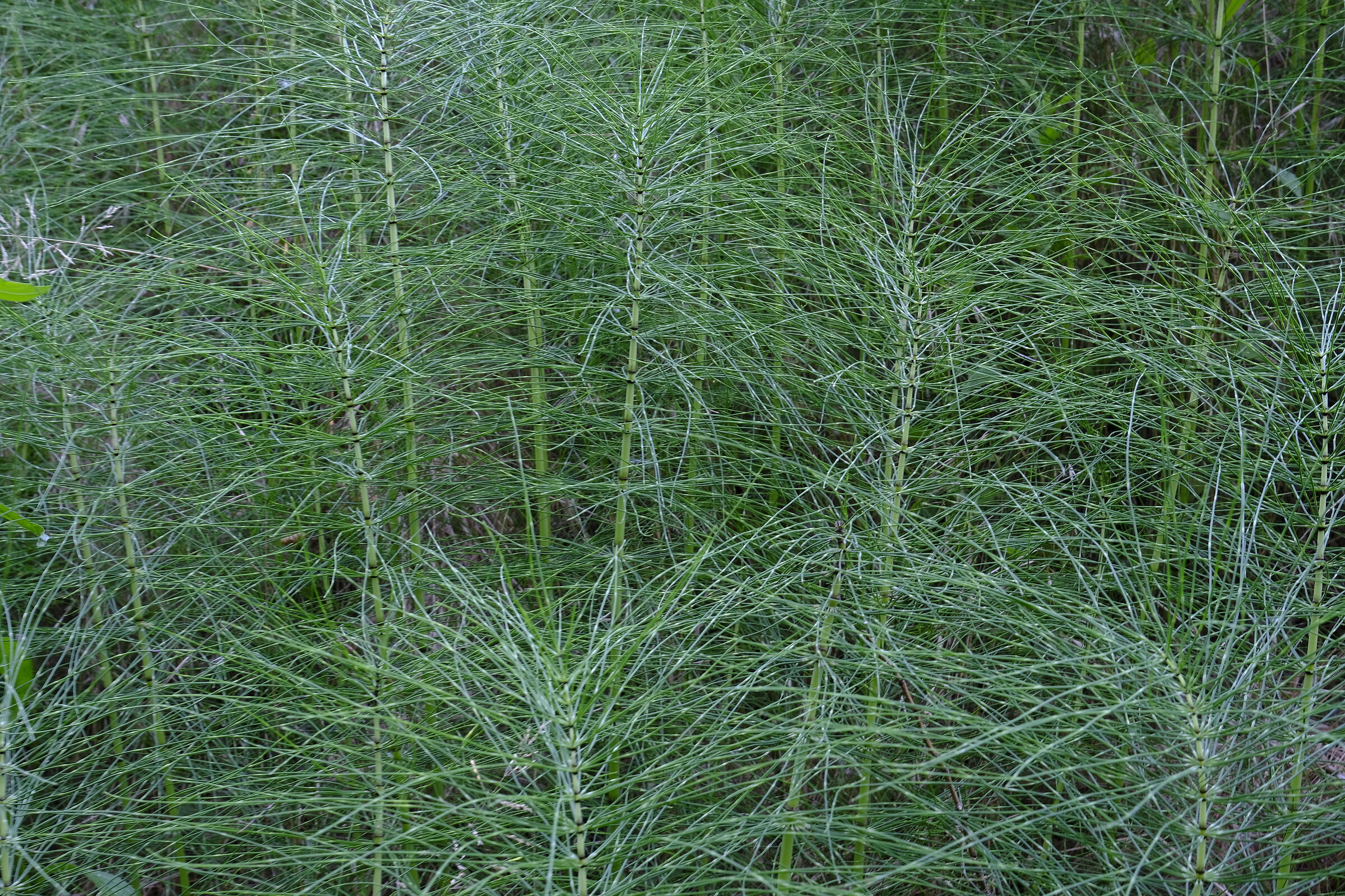 Thin plant elements