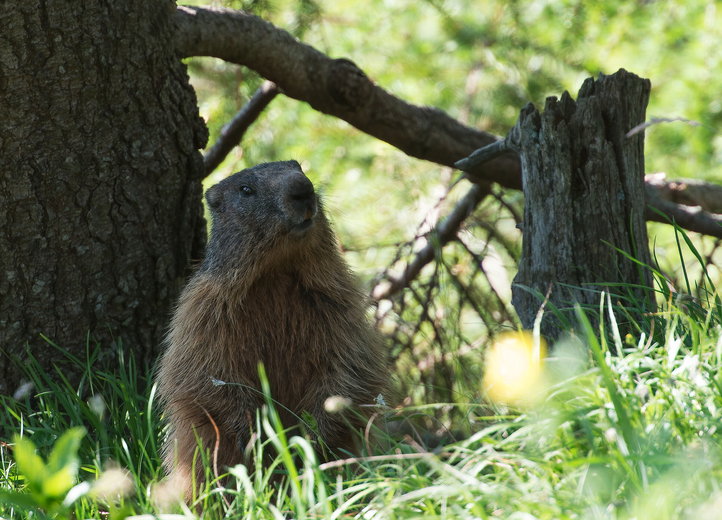 Marmotta