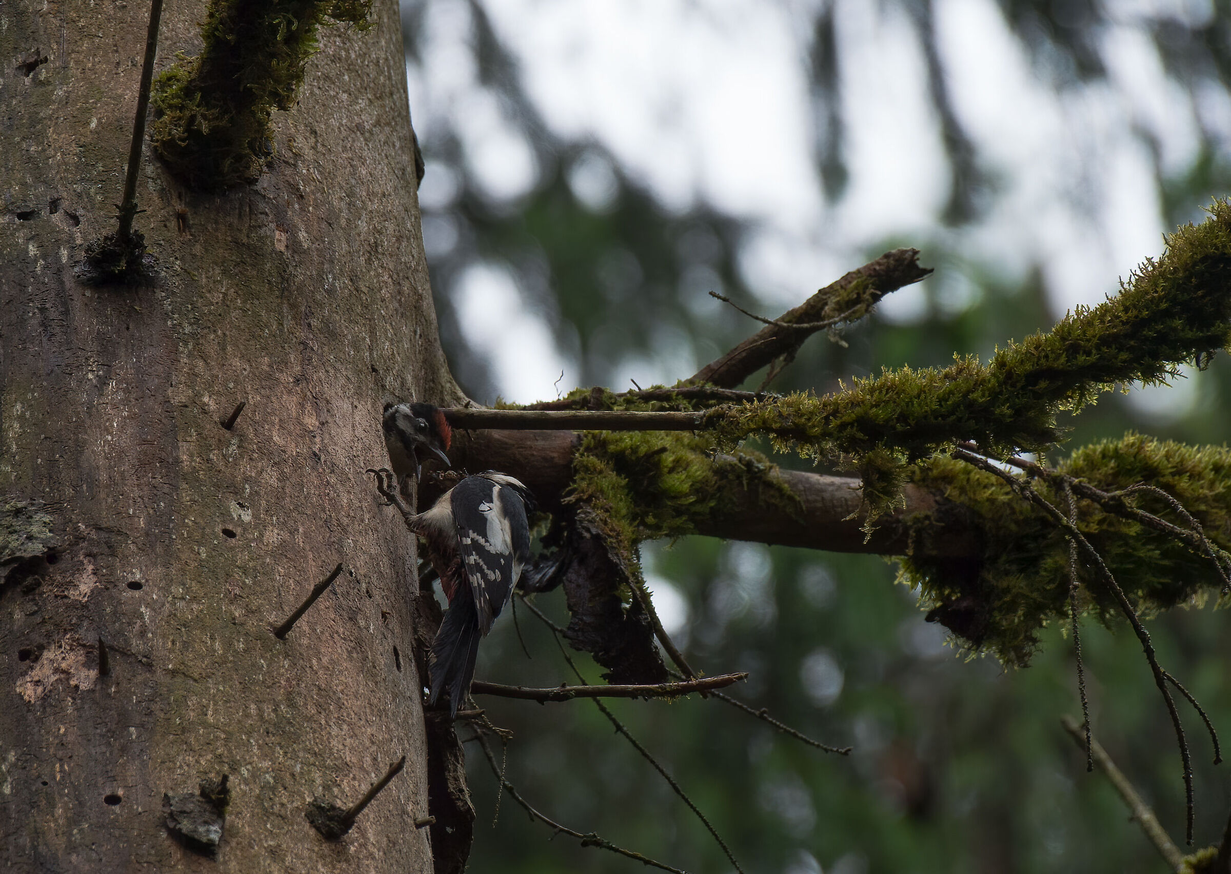 Picchio rosso maggiore