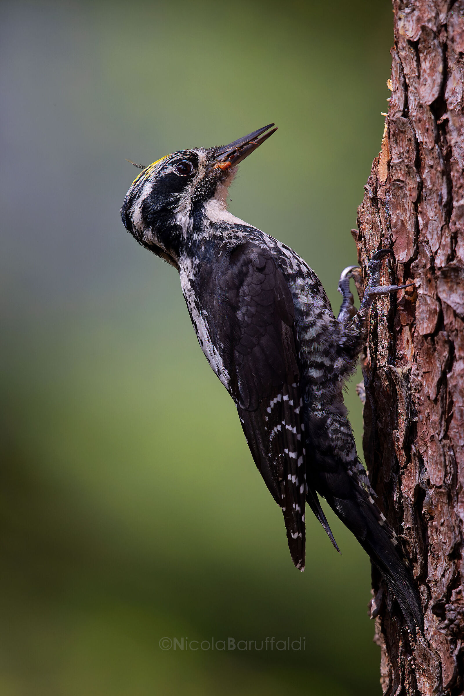 three-toed woodpecker