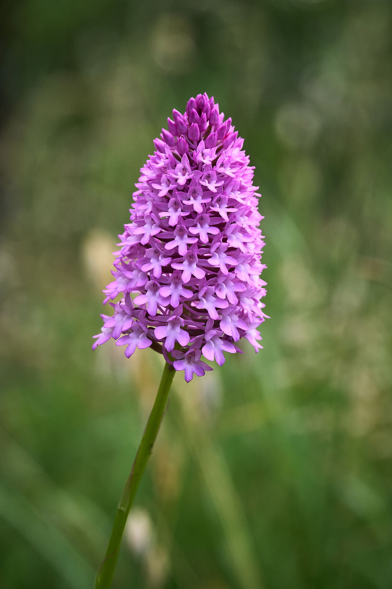 Pyramidal Orchid