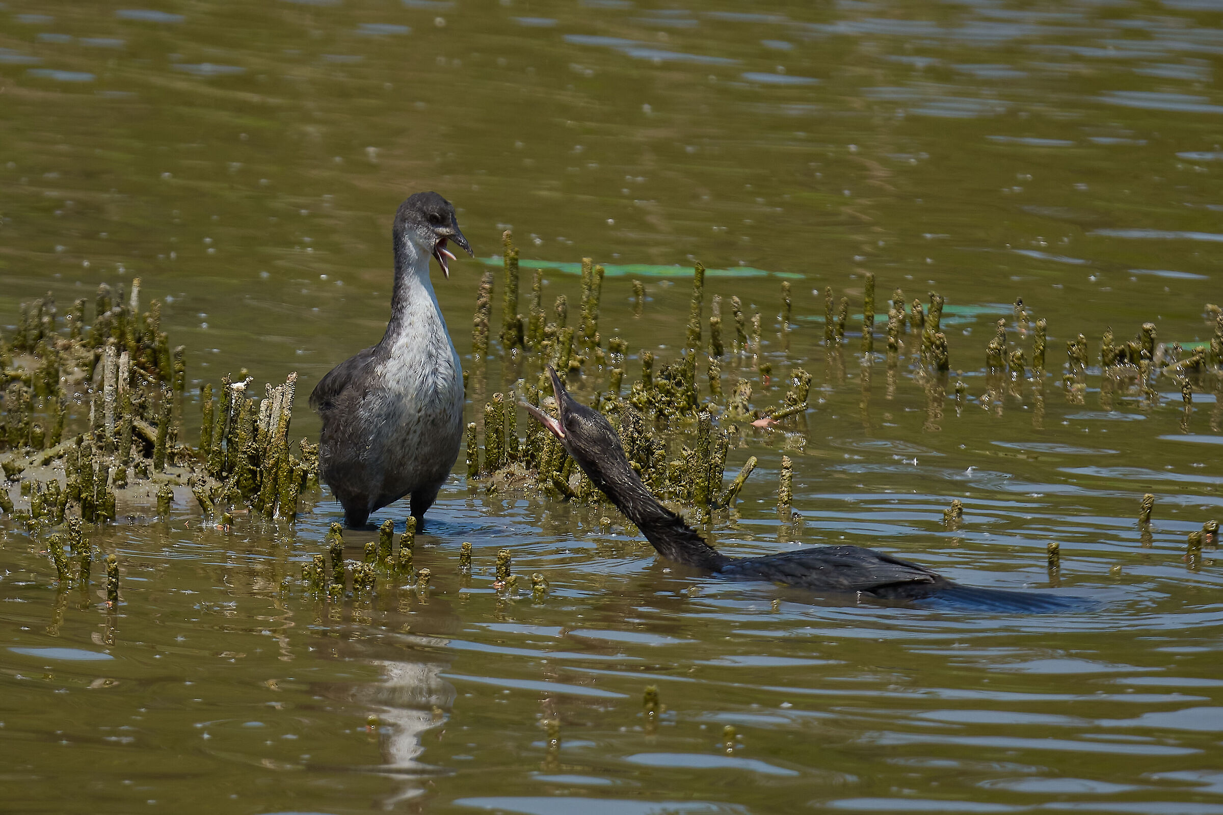 Giovane e agguerrita