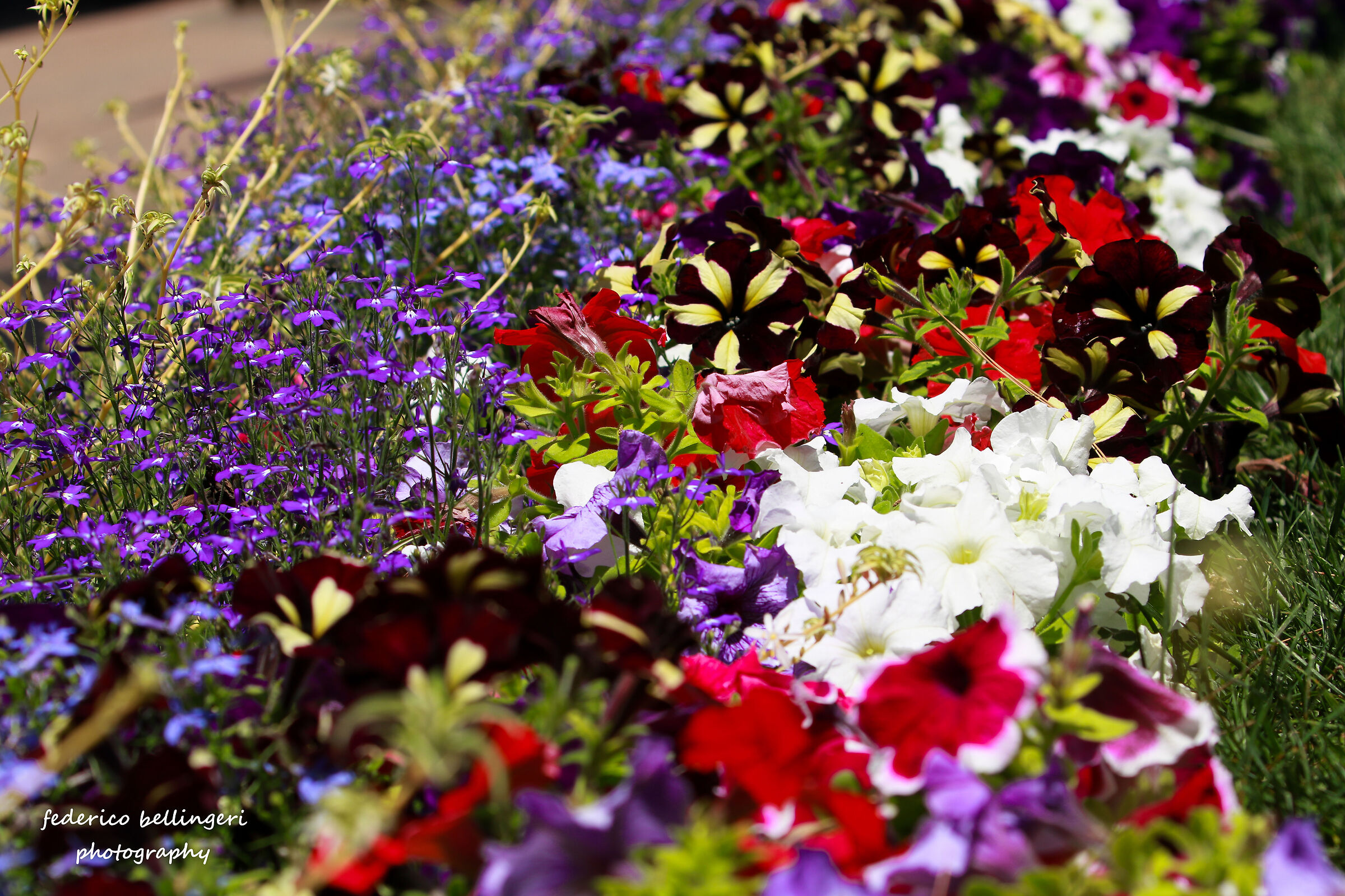 giardini di Augusto - flowers